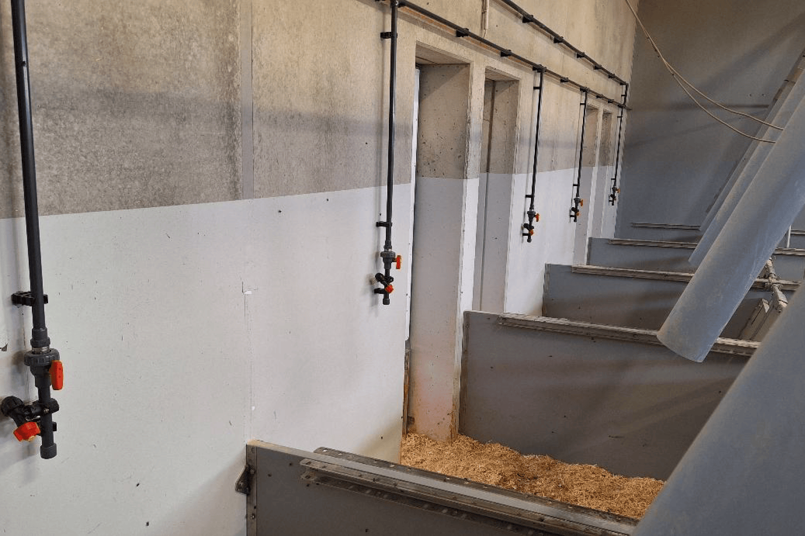 Reihen von leeren Tierställen mit Einstreu auf dem Boden, weißen und grauen Wänden und schwarzen Rohren mit roten Ventilen, die an der Wand über den Ställen entlanglaufen.