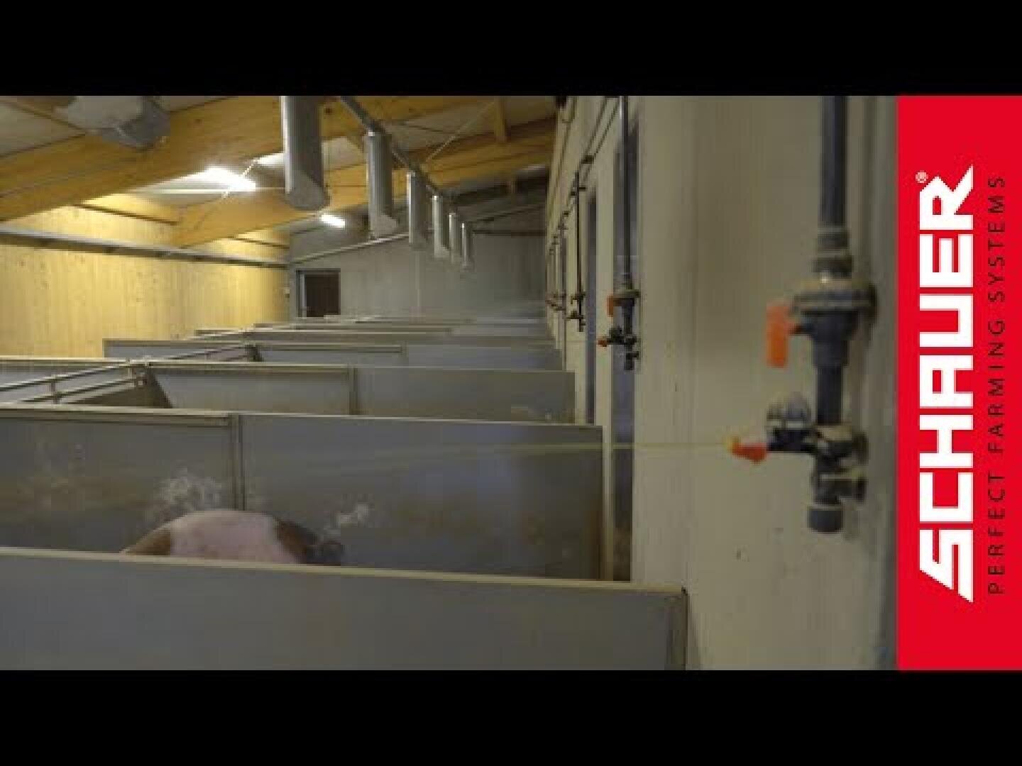 Mehrere Ställe in einer Scheune, mit Rohren und Lüftung an der Decke. In einer Bucht ist teilweise ein Schwein zu sehen. Auf der rechten Seite des Bildes ist das rote Logo von SCHAUER PERFECT FARMING SYSTEMS zu sehen.