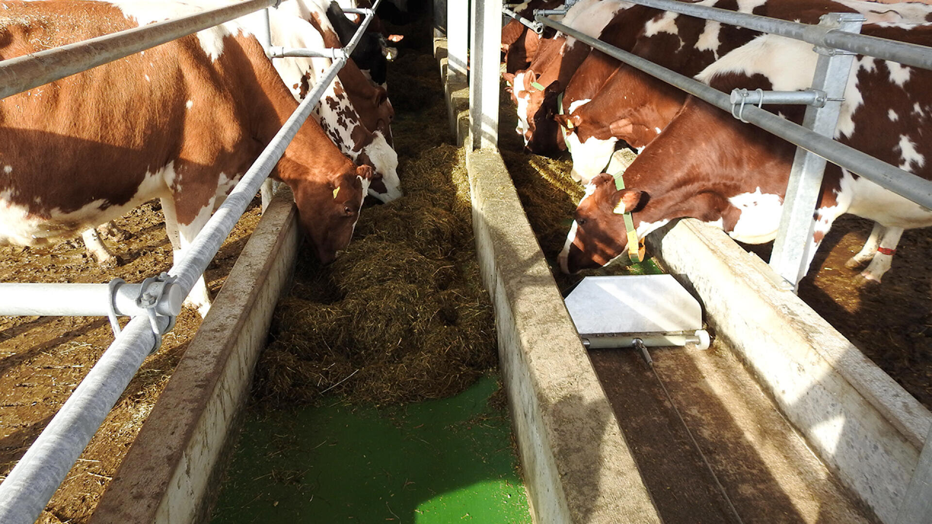 Mehrere braune und weiße Milchkühe fressen Heu aus einem Trog in einem Stall, der durch ein Metallgitter abgetrennt ist. Das Sonnenlicht scheint auf die Kühe und den Futterplatz.