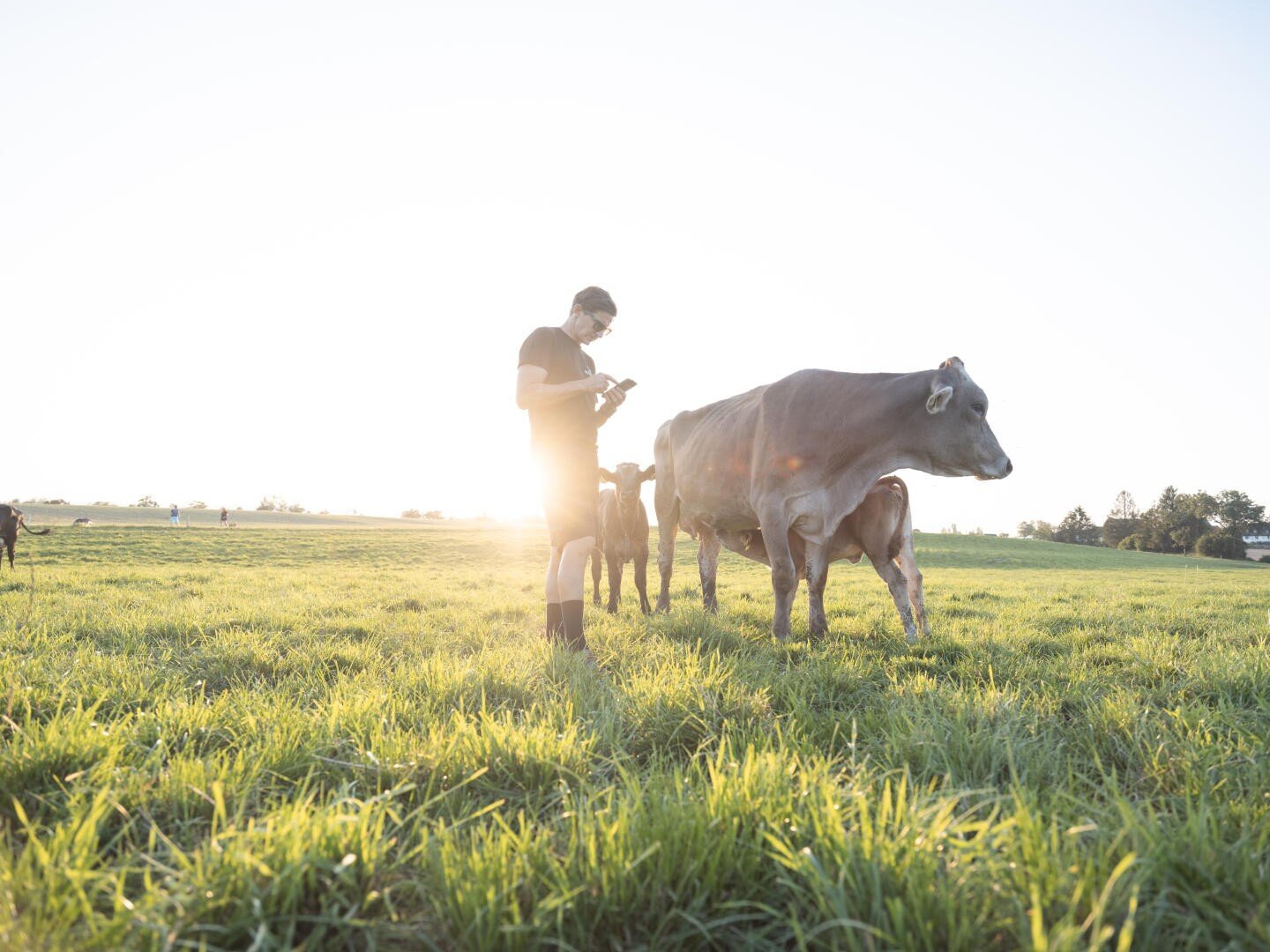 Eine Person steht auf einer sonnenbeschienenen Wiese neben einer großen braunen Kuh und benutzt ein Tablet oder Telefon. Die Sonne steht tief am Himmel und erzeugt ein helles, warmes Licht um sie herum. Andere Kühe und Menschen sind in der Ferne zu sehen.