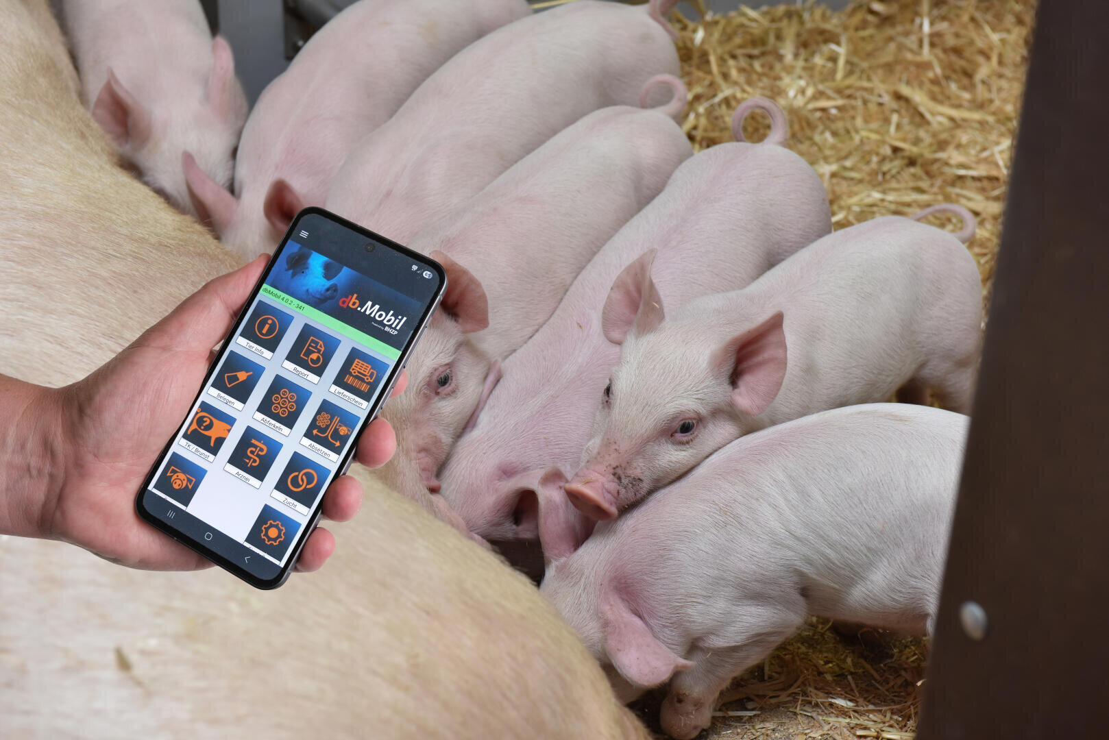Eine Person hält ein Smartphone in der Hand, auf dem eine Viehverwaltungs-App angezeigt wird, während mehrere Ferkel in einer Bucht auf einer Stroheinstreu sitzen und fressen.