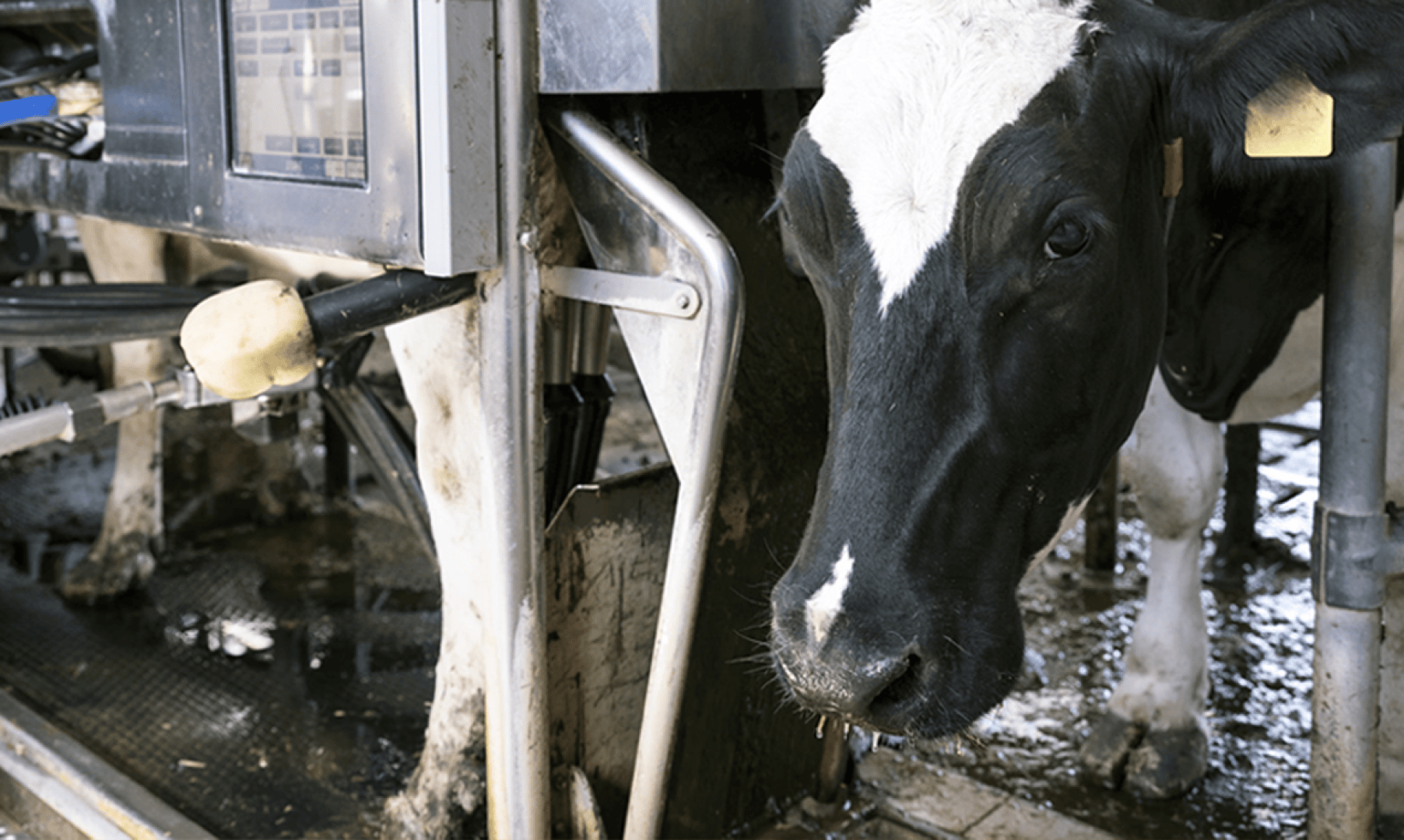 Eine schwarz-weiße Milchkuh steht in einem Melkstand, der an eine automatische Melkanlage angeschlossen ist. Die Umgebung wirkt industriell, mit Metallmaschinen und einem gefliesten Boden.