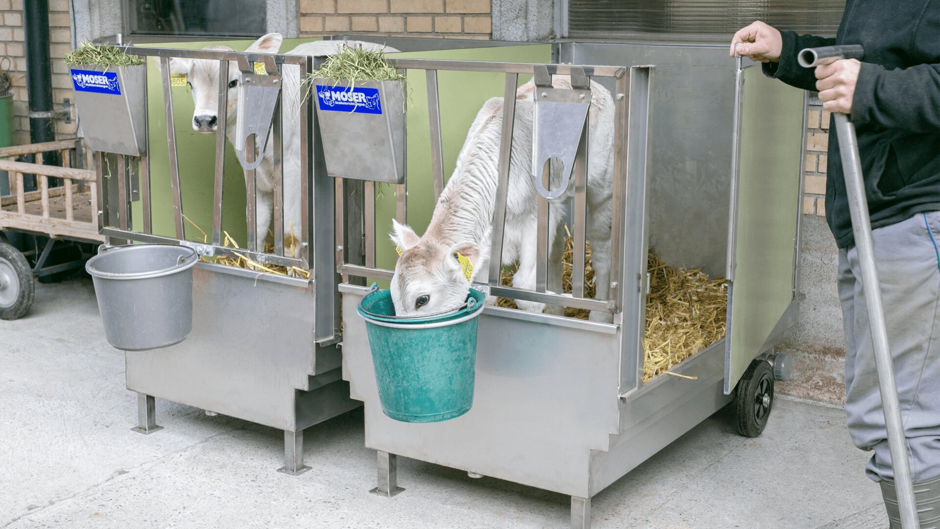 Zwei junge Kälber stehen in getrennten Metallboxen, die mit Stroh gefüllt sind. Ein Kalb frisst aus einem grünen Eimer, während das andere nach vorne schaut. Eine Person steht in der Nähe und hält einen Griff, der teilweise auf der rechten Seite des Bildes zu sehen ist.