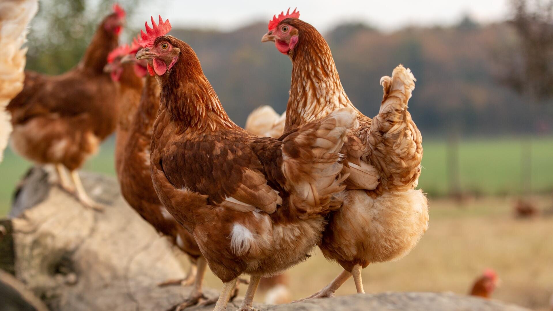 Zwei braune Hühner mit roten Kämmen stehen auf einem Baumstamm im Freien, mit weiteren Hühnern und einem unscharfen grünen Feld und Bäumen im Hintergrund.