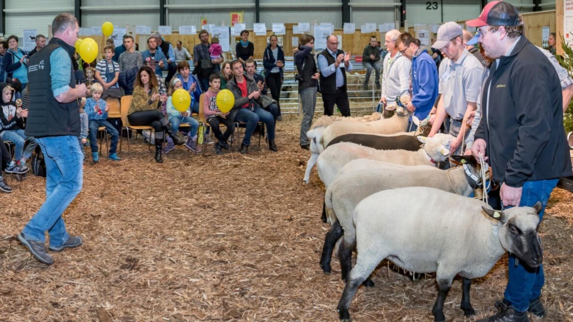 Eine Gruppe von Menschen präsentiert Schafe vor einem Publikum bei einer Viehschau in einer Halle. Mehrere Männer stehen in einer Reihe mit den Schafen, während die Zuschauer, von denen einige gelbe Luftballons halten, von ihren Plätzen aus zusehen.