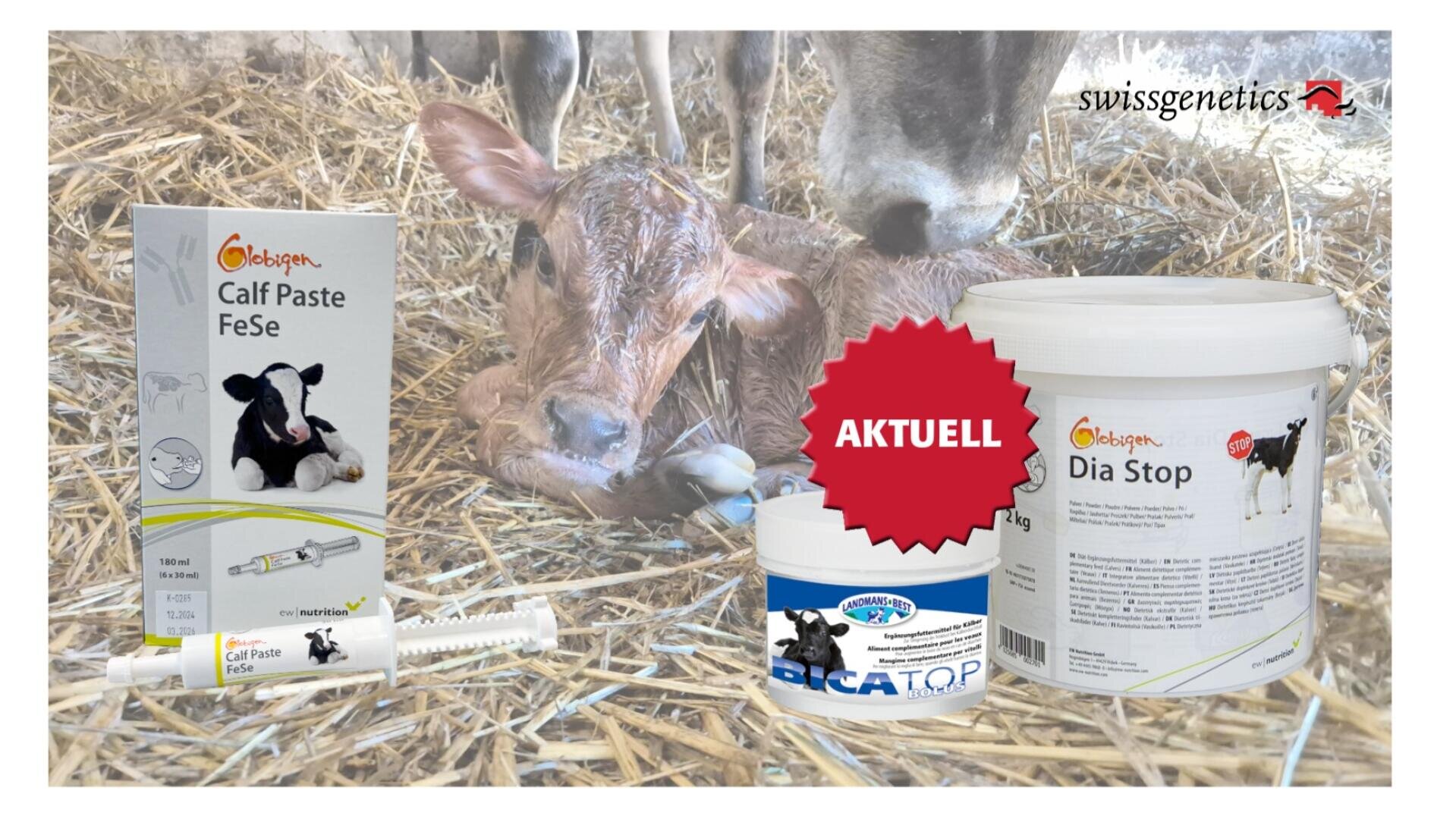 Ein neugeborenes Kalb liegt auf Heu, im Hintergrund sind zwei erwachsene Kühe zu sehen. Im Vordergrund sind drei Tiergesundheitsprodukte zu sehen, darunter Kälberpaste FeSe, Dia Stop und Bica Top. Der Schriftzug AKTUELL erscheint auf einem roten Platzer.