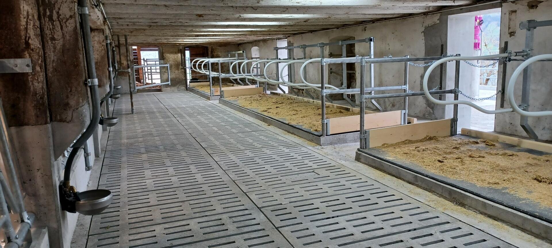 Ein sauberer, leerer Stall mit Kuhställen aus Metall und Stroheinstreu, Betonböden mit geschlitzter Drainage, weiß getünchten Wänden und Deckenlampen, die den Raum beleuchten.