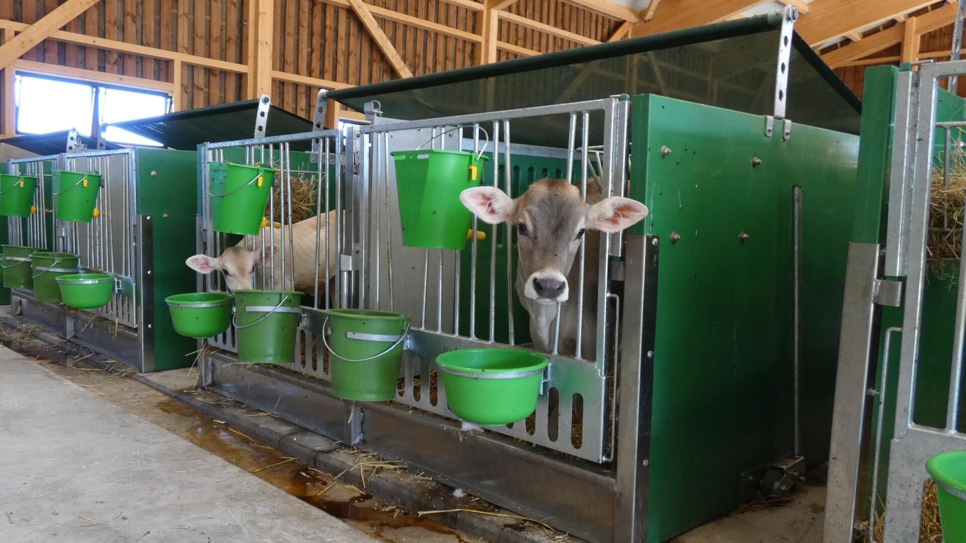 Zwei Kälber stehen in getrennten grünen Buchten in einer Scheune, an deren Metalltor jeweils ein grüner Eimer zur Fütterung angebracht ist. Im Hintergrund ist Heu zu sehen, und die Wände und die Decke des Stalls sind aus Holz.