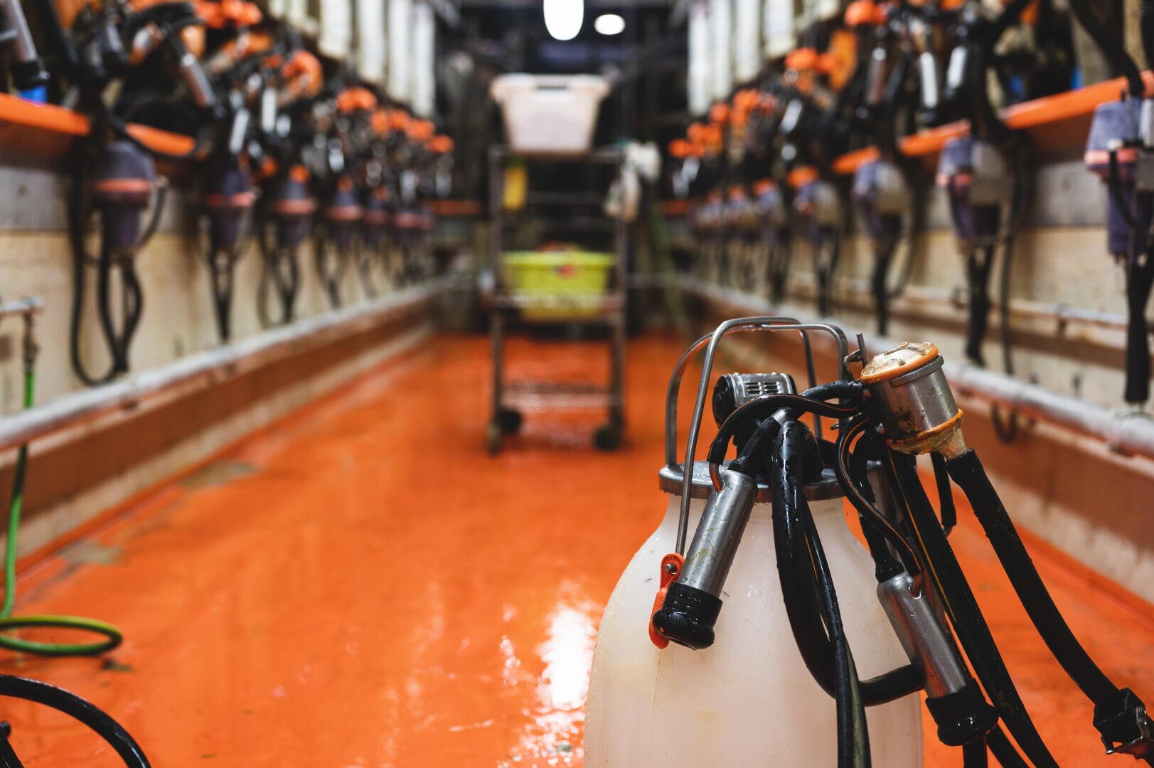 Nahaufnahme einer Melkanlage in einem Milchviehstall mit orangefarbenem Bodenbelag und Melkmaschinen, die auf beiden Seiten aufgereiht sind und zu einem leeren Bereich im Hintergrund führen.