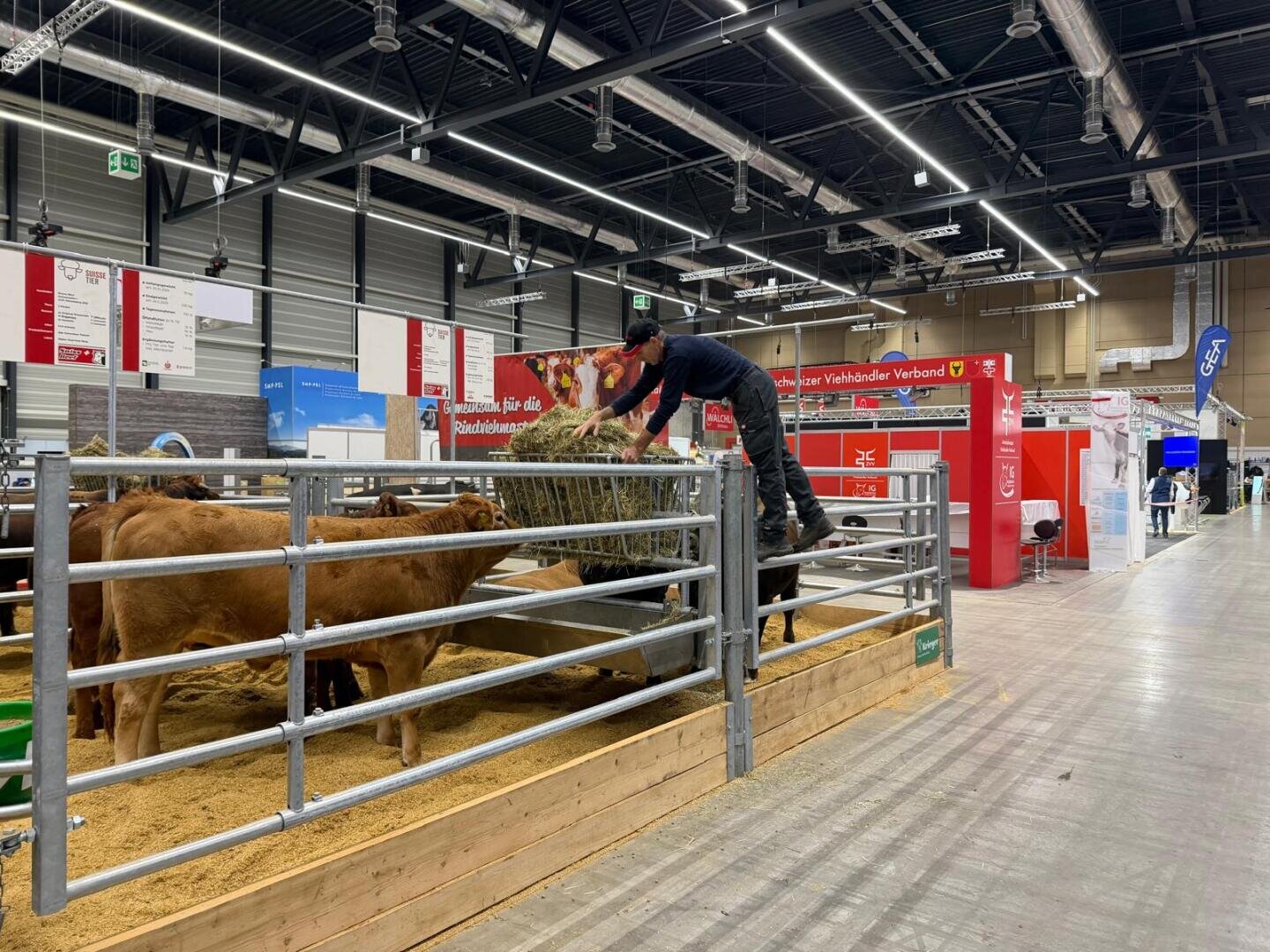 Eine Person steht auf einem Metallzaun und füllt Heu in eine Tränke für braune Kühe in einer überdachten Viehausstellungshalle mit verschiedenen Ständen und Schildern im Hintergrund.