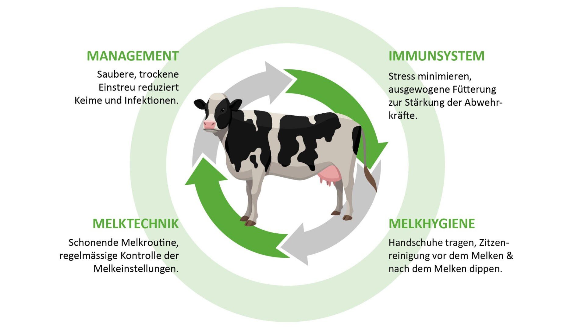 Abbildung einer Kuh, umgeben von grünen Pfeilen, mit vier Abschnitten: Management, Melktechnik, Immunsystem und Melkhygiene, wobei jeweils Praktiken zum gesunden Melken und zur Kuhpflege in deutscher Sprache aufgeführt sind.