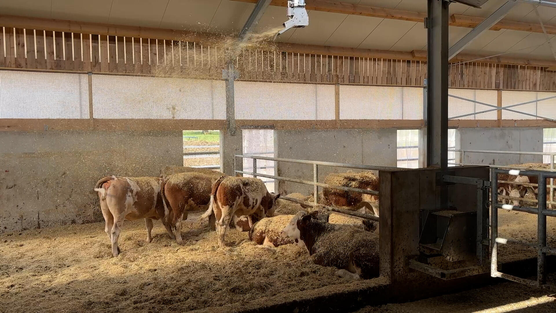 Mehrere Kühe stehen und liegen auf Stroheinstreu in einem gut beleuchteten Stall. Über ihnen sprüht oder streut eine mechanische Vorrichtung frisches Einstreumaterial auf die Tiere und den Boden. Durch die Fenster fällt Sonnenlicht ein.