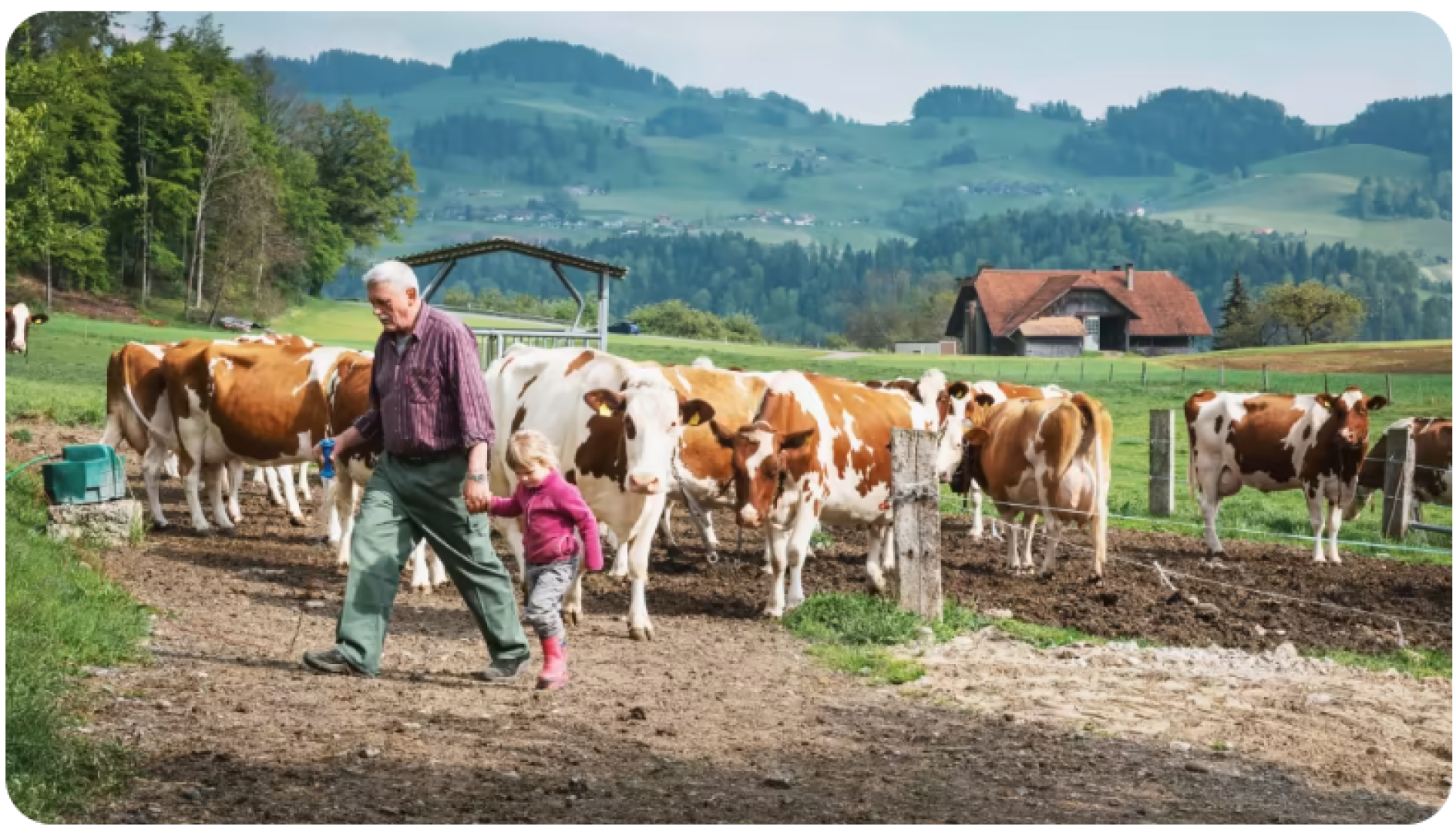 Ein älterer Mann und ein kleines Kind gehen Hand in Hand auf einem Feldweg neben einer Herde brauner und weißer Kühe in einer ländlichen, grünen, hügeligen Landschaft mit landwirtschaftlichen Gebäuden im Hintergrund.