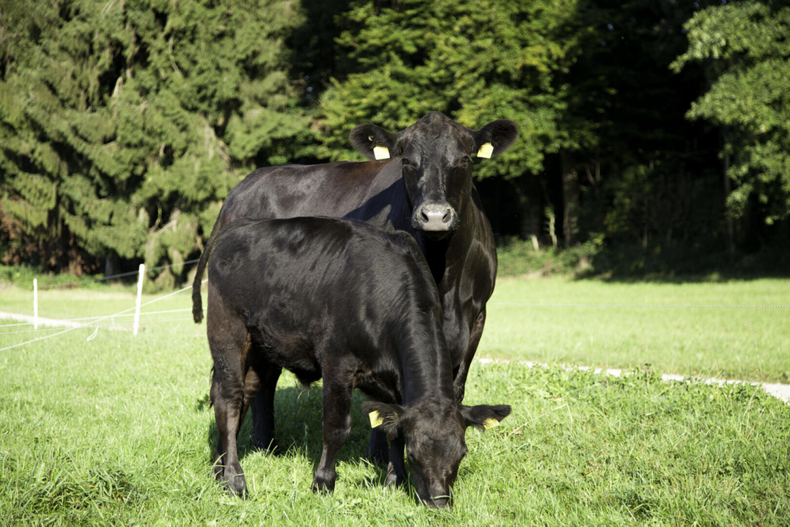 Zwei schwarze Kühe stehen auf grünem Gras in einem sonnigen Feld mit Bäumen im Hintergrund; eine Kuh grast, die andere steht aufrecht und schaut in die Kamera.