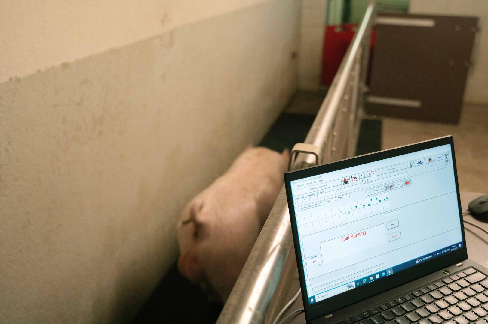 Hinter einem Metallgitter ist ein Schwein in einem Stall zu sehen, während im Vordergrund auf einem Tisch ein Laptop steht, auf dem Daten und die Aufschrift "Task Running" angezeigt werden.