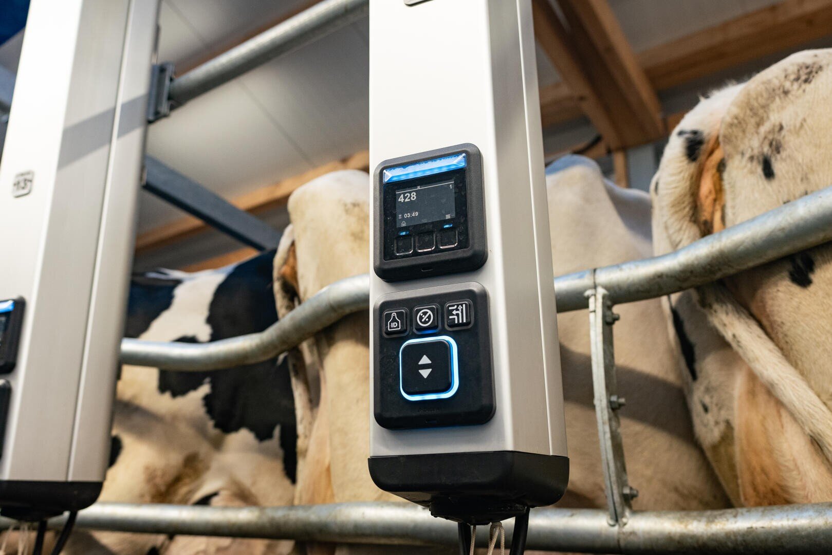 Nahaufnahme einer automatischen Melkmaschine mit Digitalanzeige und Bedientasten, die neben Milchkühen in einem Stall steht. Die Kühe stehen in einzelnen Ställen.