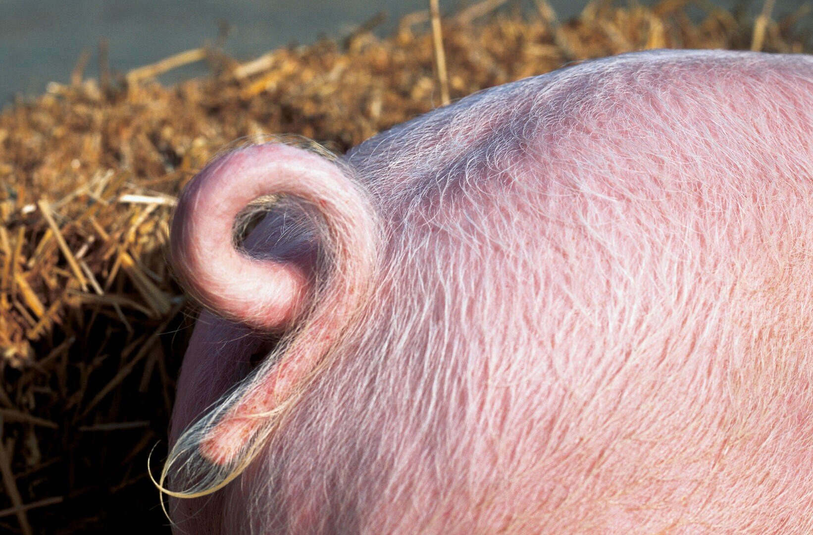 Nahaufnahme eines Schweins mit rosafarbenem, borstigem Rücken und markantem Ringelschwanz, mit Stroh oder Heu im Hintergrund.