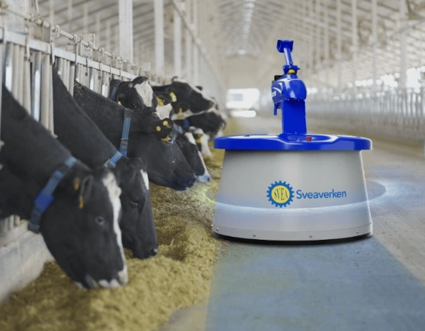 Ein blau-weißer Roboter der Marke Sveaverken arbeitet in einem Stall und schiebt Futter zu einer Reihe schwarz-weißer Kühe, die aus Futtertrögen fressen. Der Stall ist geräumig und gut beleuchtet.