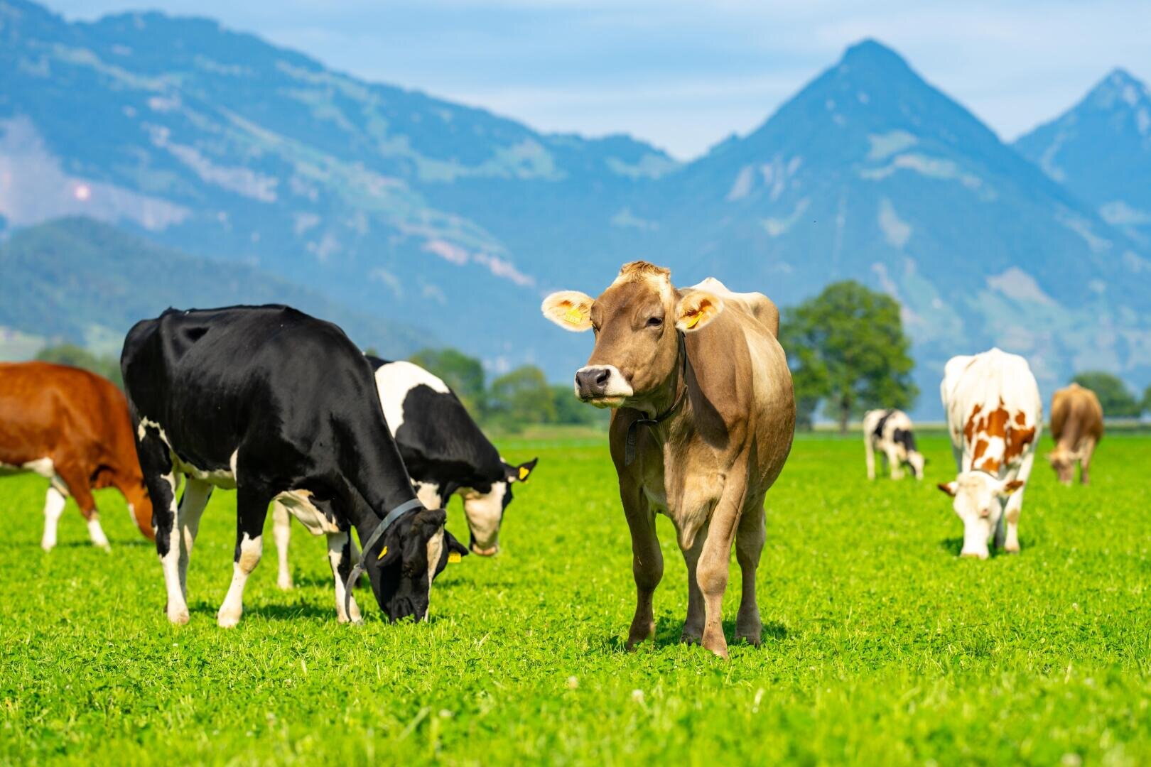 Mehrere verschiedenfarbige Kühe grasen auf einer üppigen grünen Weide mit hohen Bergen und einem blauen Himmel im Hintergrund.