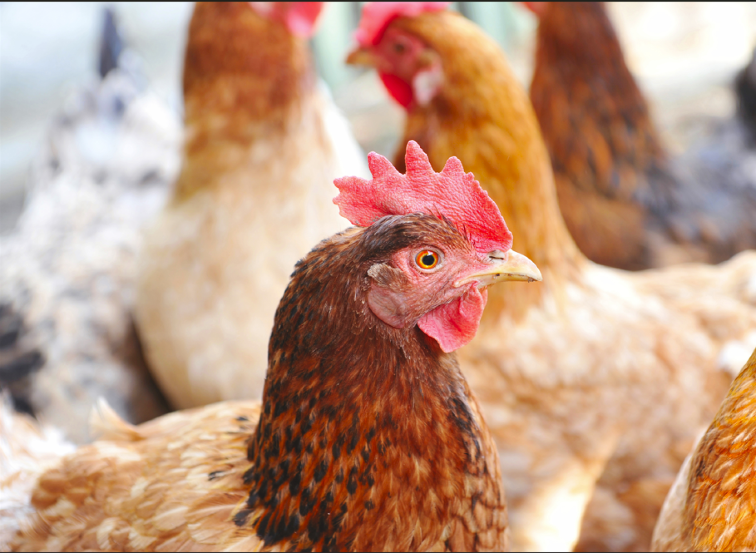 Eine Nahaufnahme eines braunen Huhns mit rotem Kamm, umgeben von mehreren anderen Hühnern im Hintergrund. Das Bild konzentriert sich auf das Gesicht und das Gefieder des Huhns, der Hintergrund ist weich und unscharf.