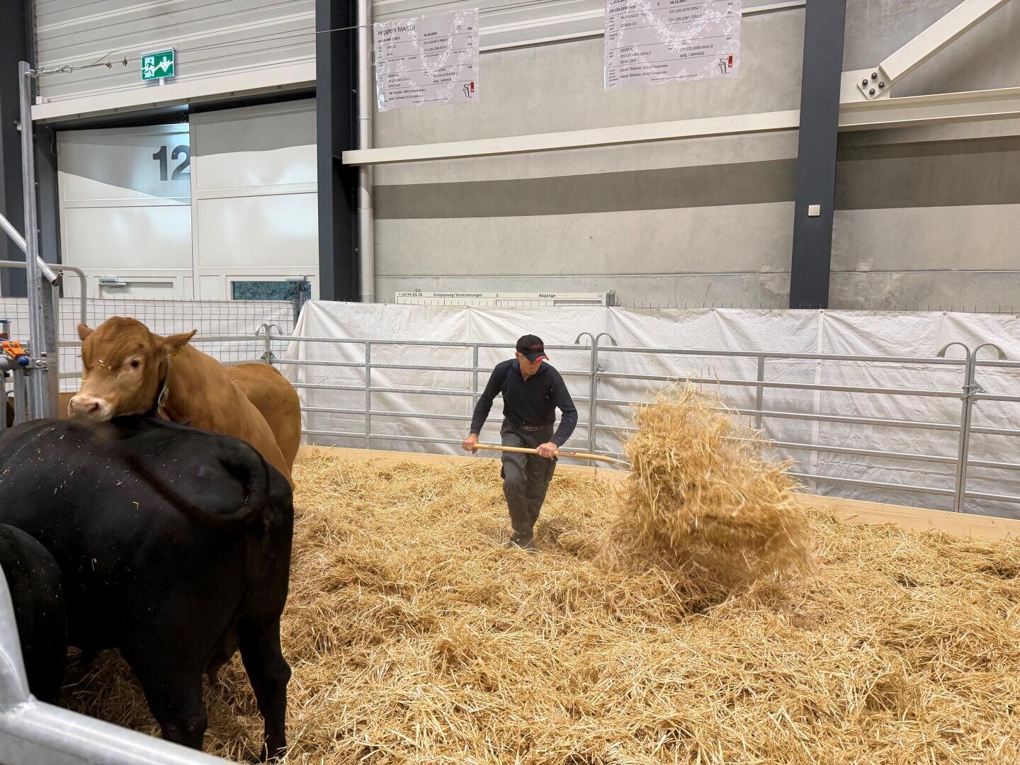 Eine Person verwendet eine Mistgabel, um Stroh in einem Stall mit zwei Kühen, einer braunen und einer schwarzen, zu verteilen.