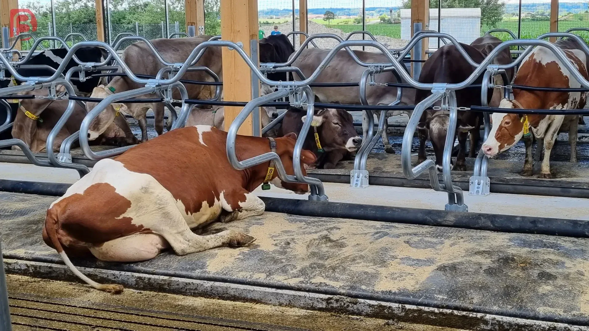 Mehrere Kühe ruhen und liegen in einzelnen Boxen in einem modernen, offenen Stall. Die Kühe sind durch Metallgitter getrennt, und der Boden ist mit Einstreumaterial bedeckt.