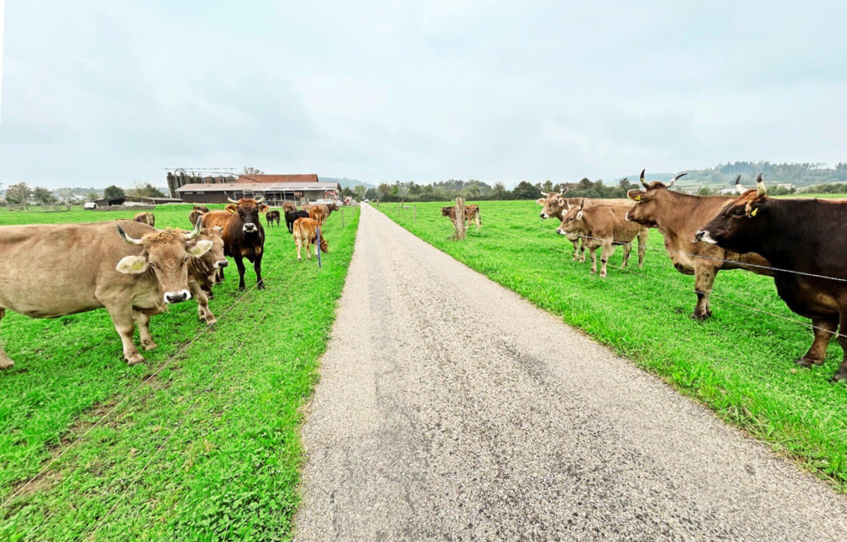 Eine asphaltierte Landstraße führt durch ein grünes Feld, auf dem zu beiden Seiten braune und hellbraune Kühe grasen. In der Ferne ist bei bewölktem Himmel ein Gebäude zu erkennen.