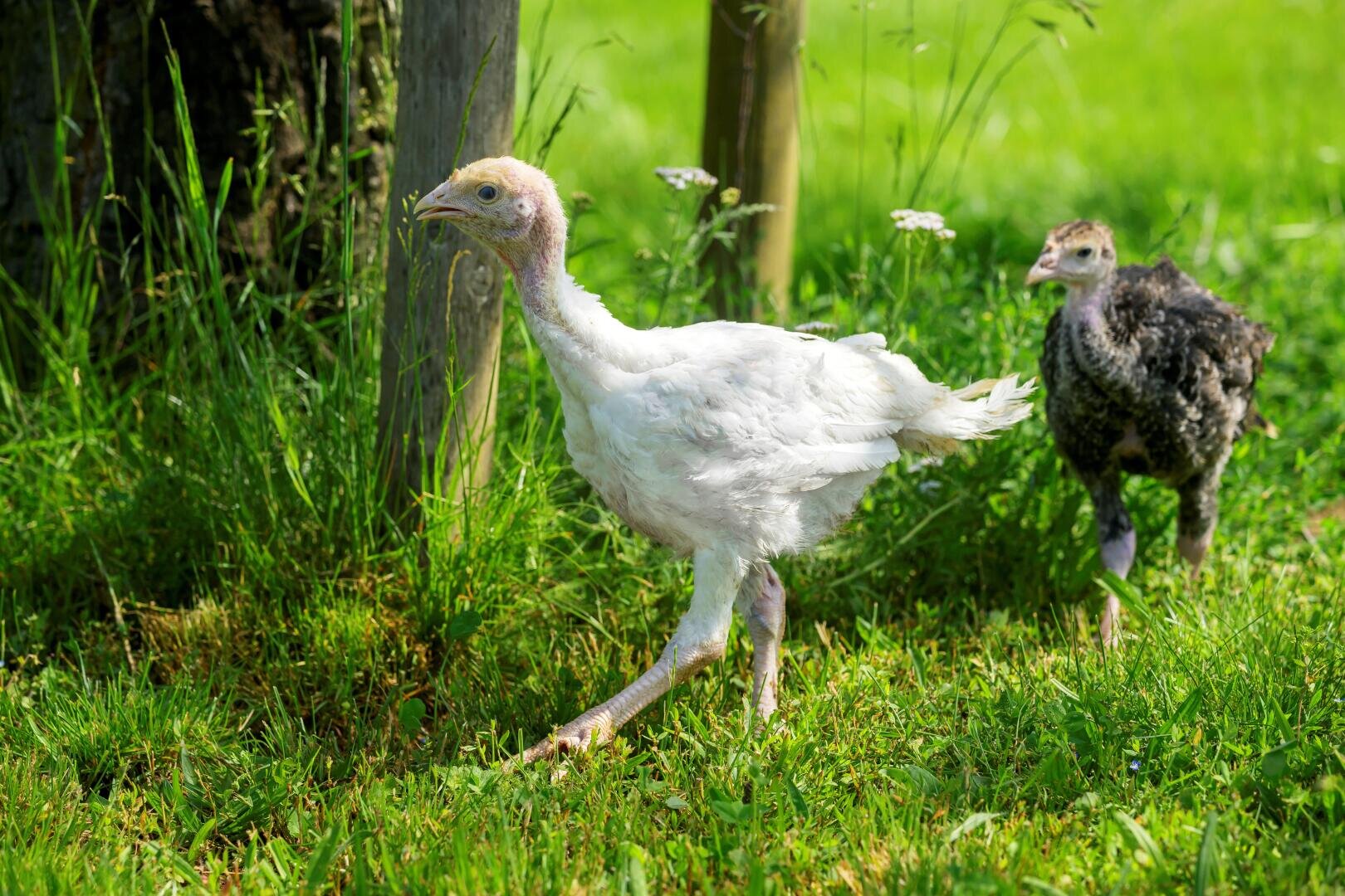 Zwei junge Truthähne, einer überwiegend weiß, der andere dunkler gesprenkelt, laufen an einem sonnigen Tag durch grünes Gras in der Nähe von Holzpfählen.