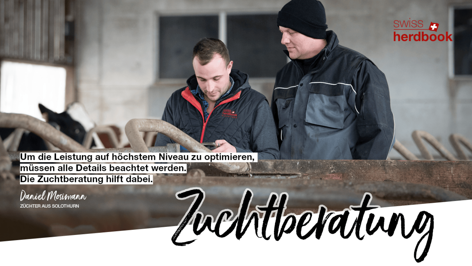 Zwei Männer stehen zusammen in einer Scheune, einer hält ein Telefon und zeigt es dem anderen. Im Hintergrund sind Kühe zu sehen. Der deutsche Text wirbt für die Zuchtberatungsdienste von Swiss Herdbook.