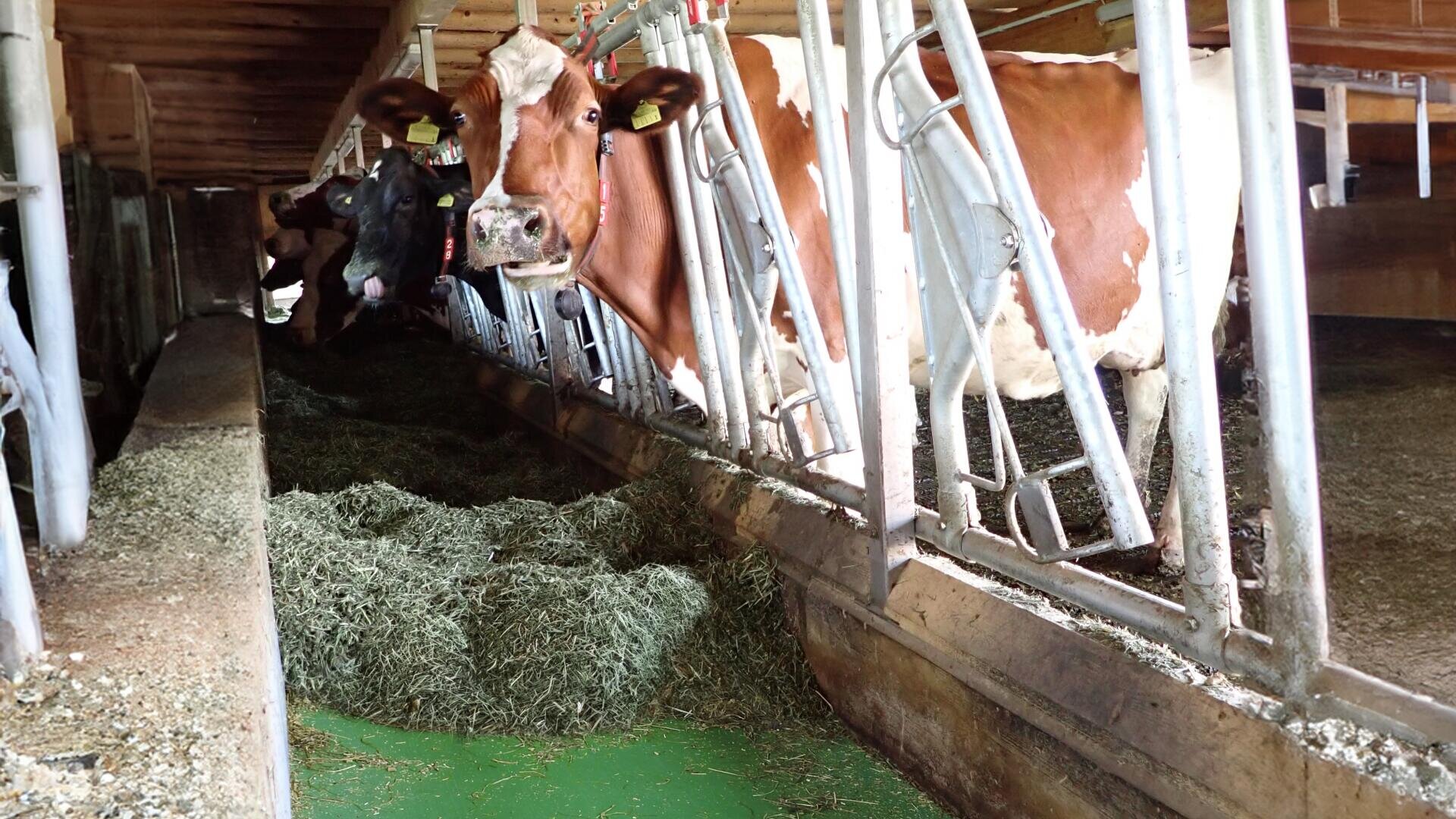 Mehrere Kühe in einem Stall fressen Heu aus einem Futtertrog, wobei sie ihre Köpfe durch Metallgitter stecken. Der Stall hat ein schräges Dach, und die Kühe sind hellbraun, weiß und schwarz.