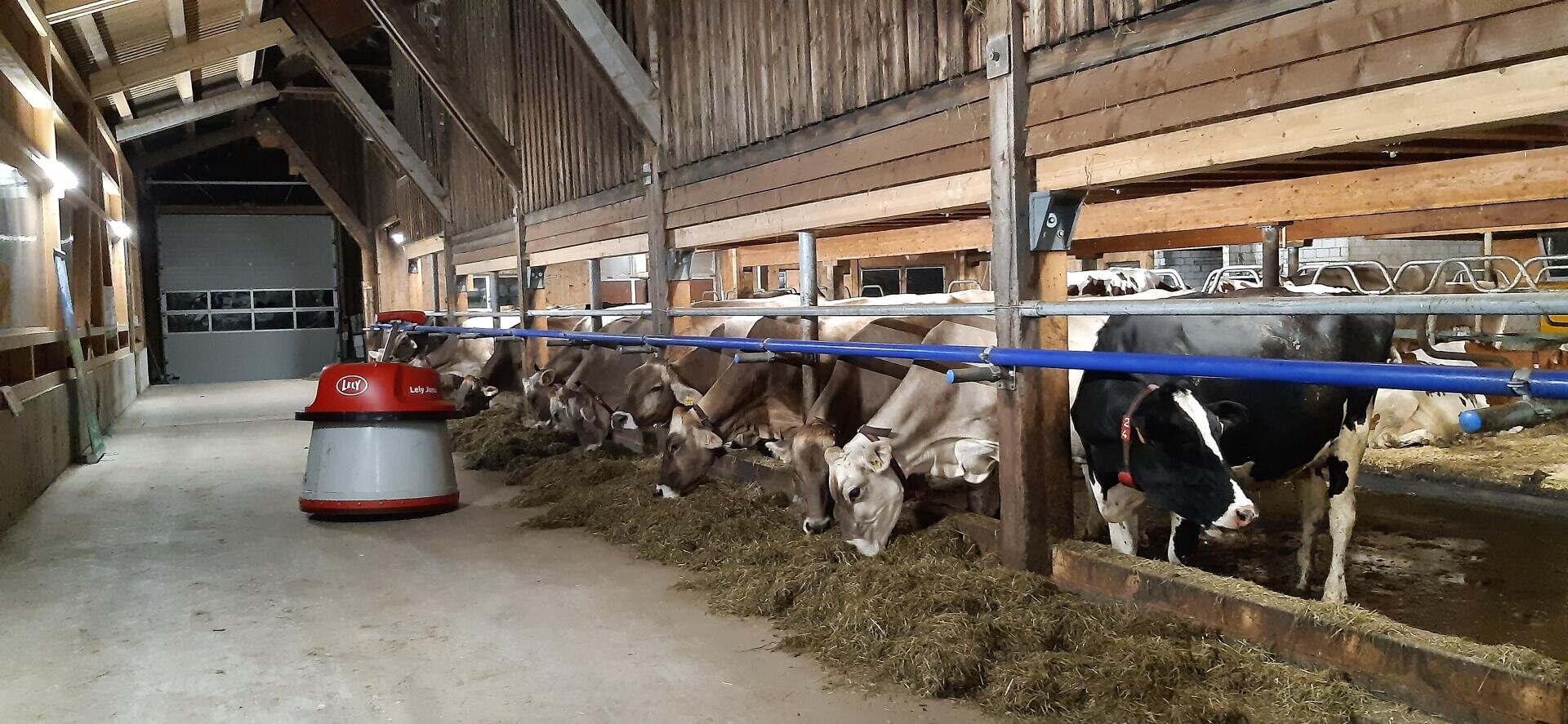 Kühe fressen Heu in einer Reihe in einem Holzstall. Ein rot-weißer automatischer Fütterungsroboter bewegt sich durch den Fütterungsbereich. Der Stall ist gut beleuchtet, hat einen Betonboden und Holzbalken.