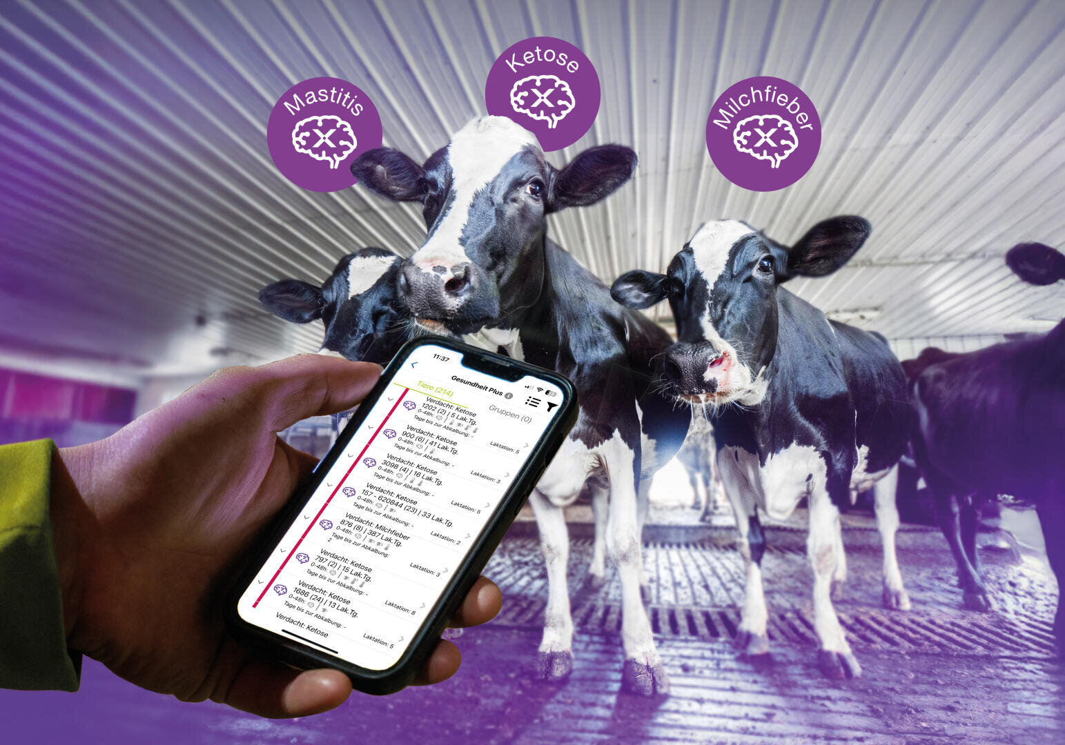 Eine Hand hält ein Smartphone mit einer Viehgesundheits-App, auf der drei Milchkühe in einem Stall zu sehen sind. Über jeder Kuh befindet sich ein lila Symbol mit der Aufschrift Mastitis, Ketose oder Milchfieber, das auf verschiedene Gesundheitszustände hinweist.