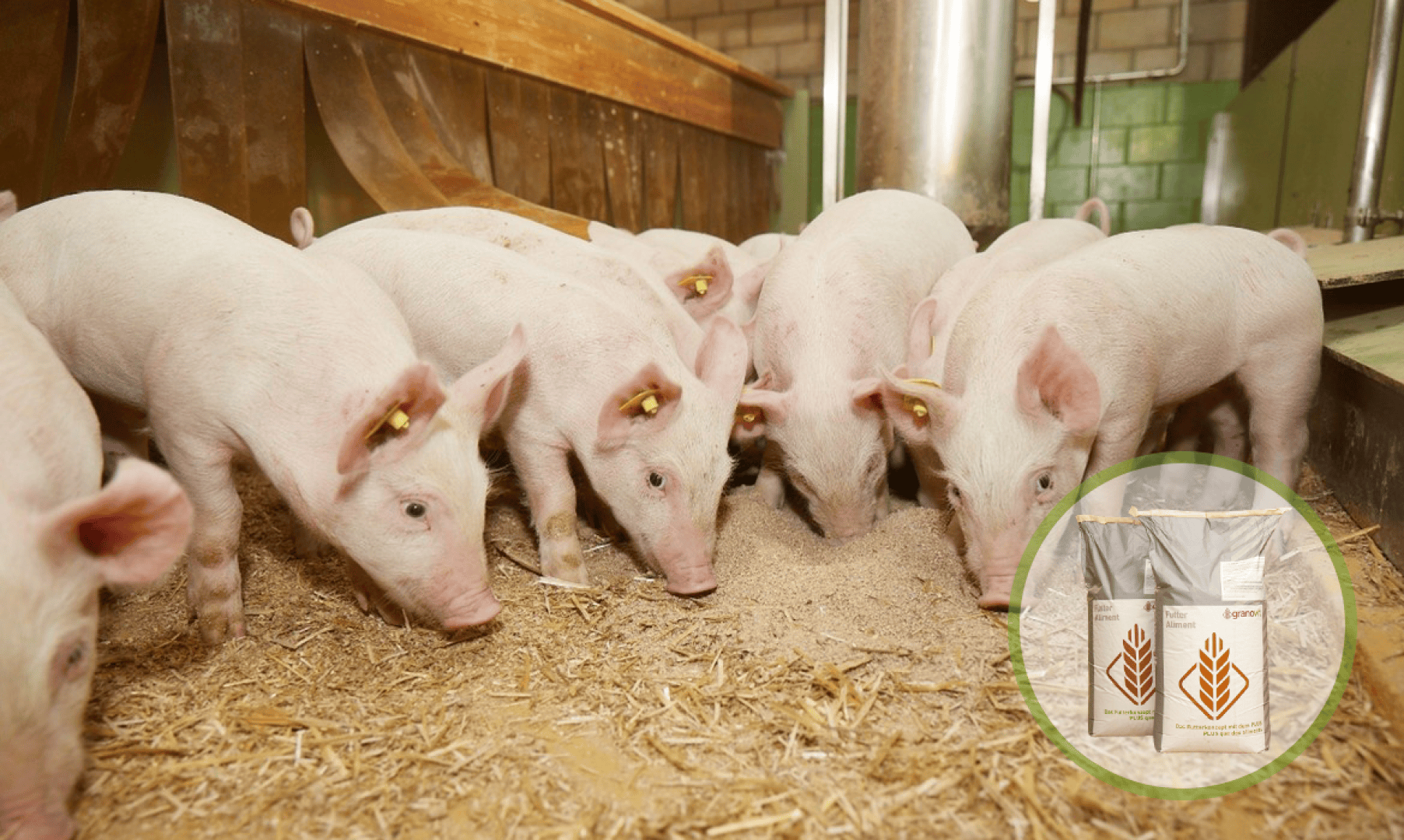 Mehrere Ferkel fressen in einer Scheune Futter vom Boden auf. Im Vordergrund sind zwei Säcke mit Futtermitteln zu sehen, auf denen Weizensymbole aufgedruckt sind.