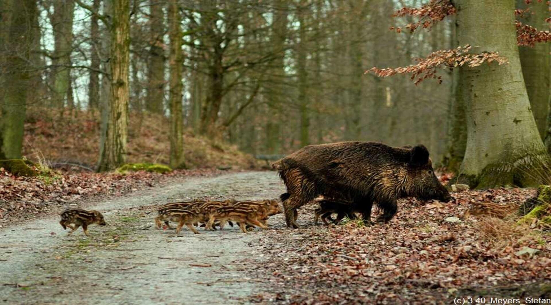 Ein Wildschwein und mehrere Ferkel überqueren einen mit Laub bedeckten Waldweg. Die Szene spielt im Vorfrühling oder Spätherbst, mit kahlen Bäumen und vereinzelten Blättern auf dem Boden.