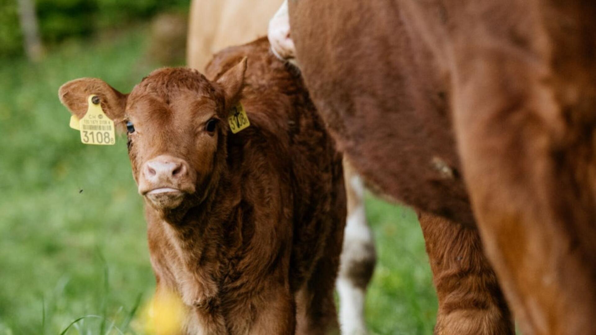 Ein braunes Kalb mit einer gelben Ohrmarke steht auf grünem Gras, mit dem Gesicht zur Kamera, neben einer erwachsenen Kuh. Andere Kühe sind teilweise im Hintergrund zu sehen.