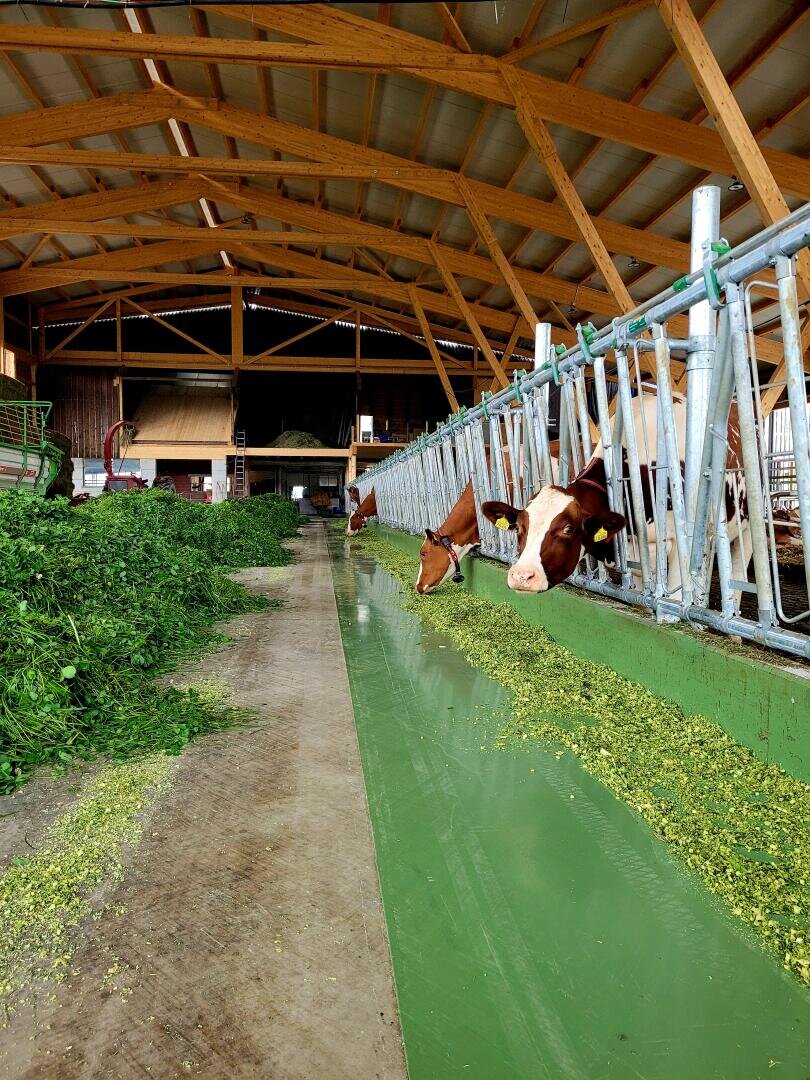In einem Stall fressen die Kühe frisches Grünfutter aus einem langen Trog unter einem Holzdach, mit Stapeln von gehäckseltem Grünzeug auf dem Boden und offenen Seiten, die natürliches Licht hereinlassen.