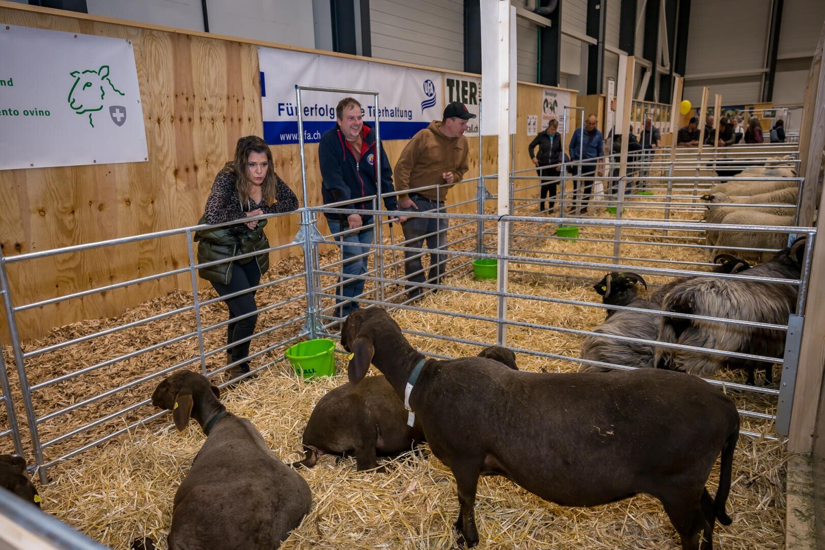 Menschen beobachten und interagieren mit Schafen in Metallpferchen bei einer landwirtschaftlichen Veranstaltung in einer Halle. Die Szene umfasst hölzerne Trennwände, Informationsschilder und Eimer, wobei der Boden mit Heu bedeckt ist.