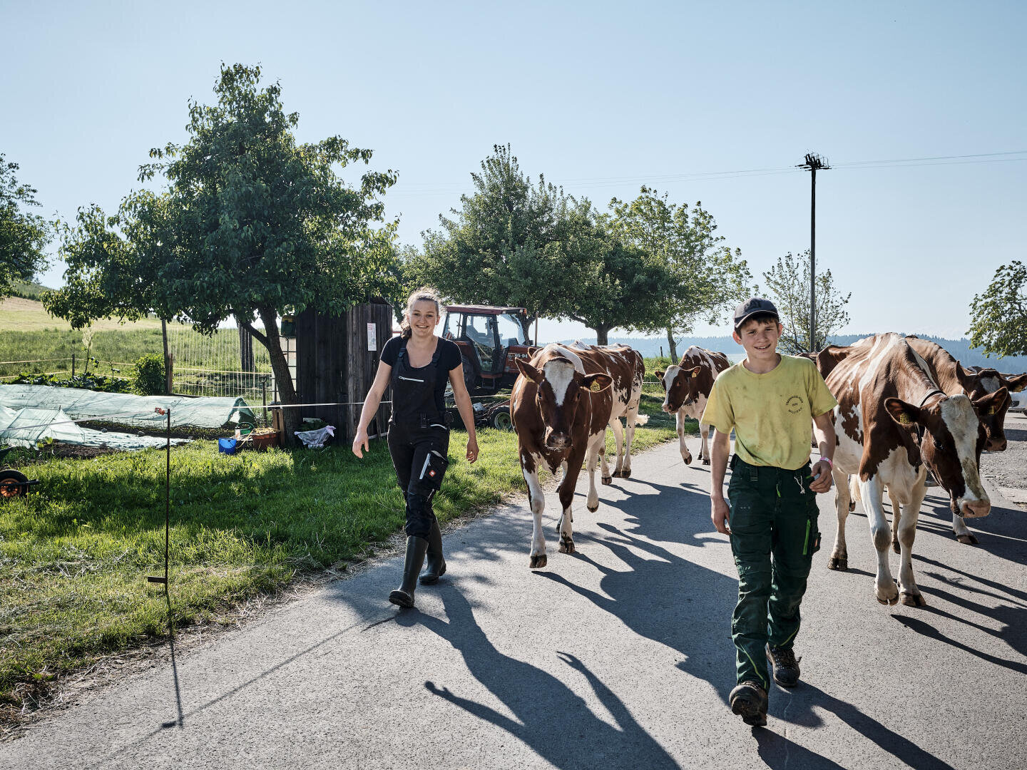 Zwei Personen gehen an einem sonnigen Tag mit Kühen auf einer Landstraße spazieren, mit Bäumen, Gras und einem Traktor im Hintergrund. Beide lächeln und sind in Arbeitskleidung gekleidet, was auf einen Bauernhof hindeutet.