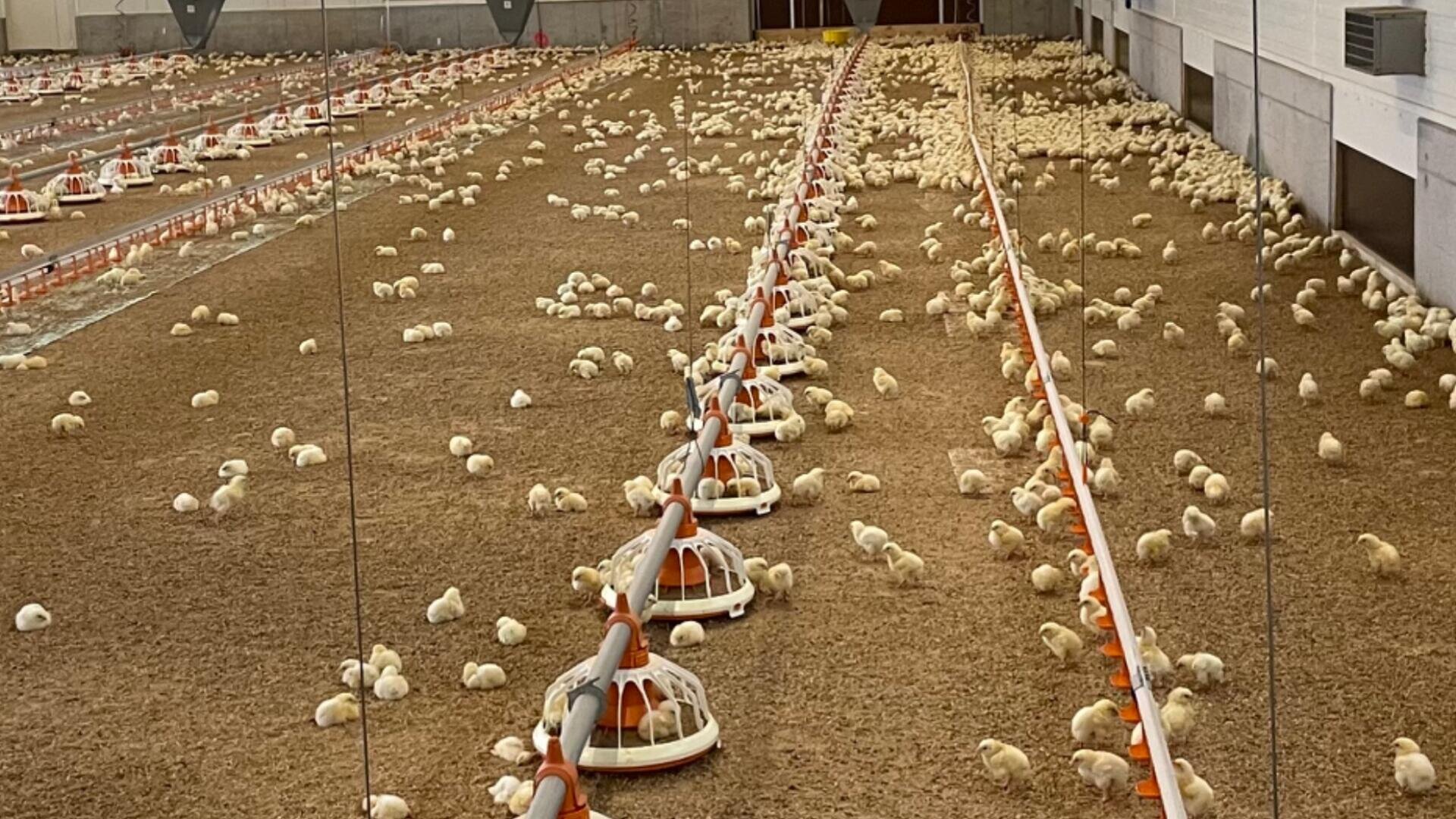 In einer großen überdachten Geflügelfarm sind Hunderte von Küken auf dem Boden verstreut, mit Futter- und Wasserspendern, die sich über die gesamte Länge des Stalls erstrecken. Der Bereich ist hell erleuchtet und von hohen Wänden umgeben.