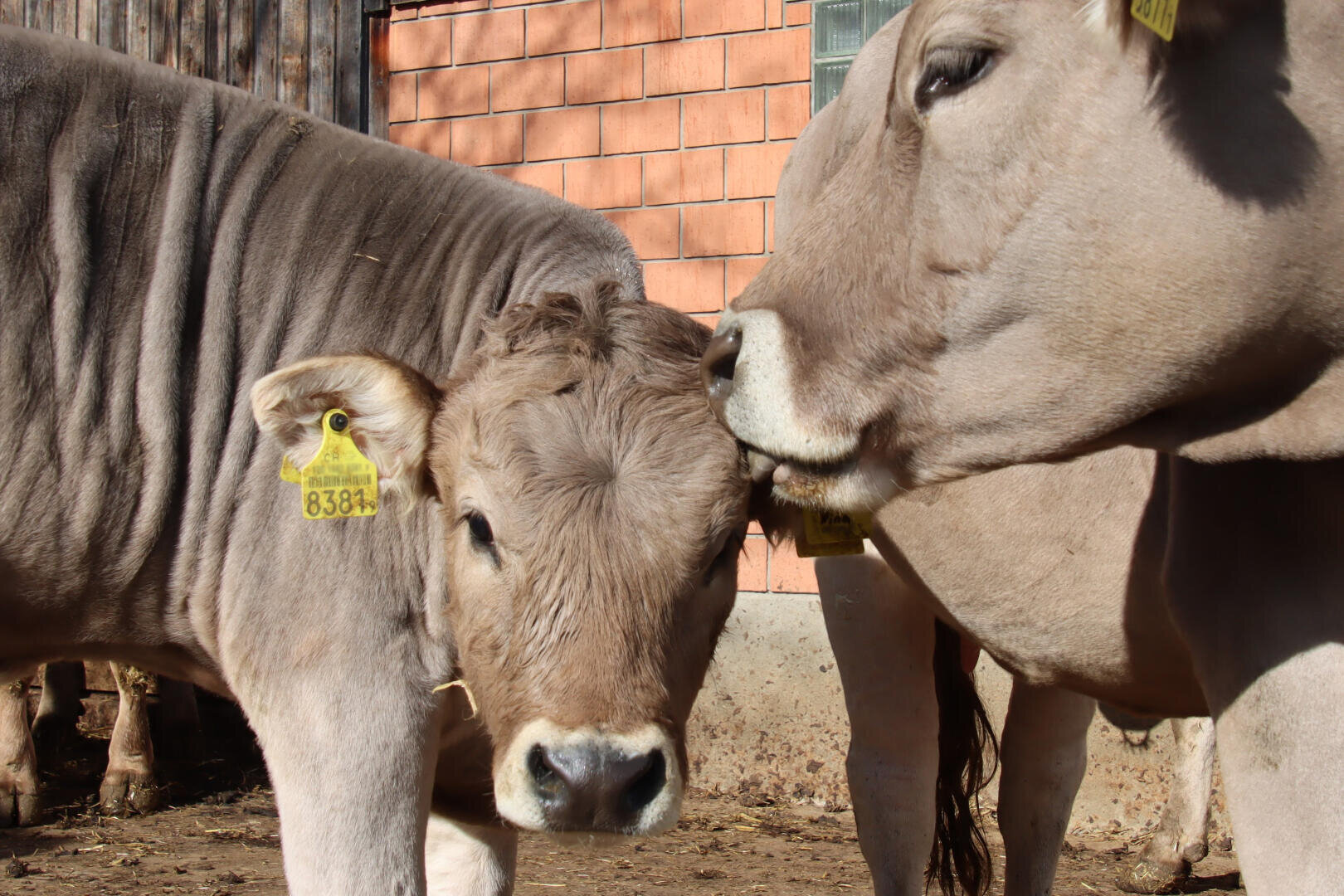 Zwei hellbraune Kühe stehen draußen dicht beieinander. Eine Kuh streichelt sanft den Kopf der anderen. Beide haben gelbe Ohrmarken, und im Hintergrund ist eine Backsteinmauer zu sehen.