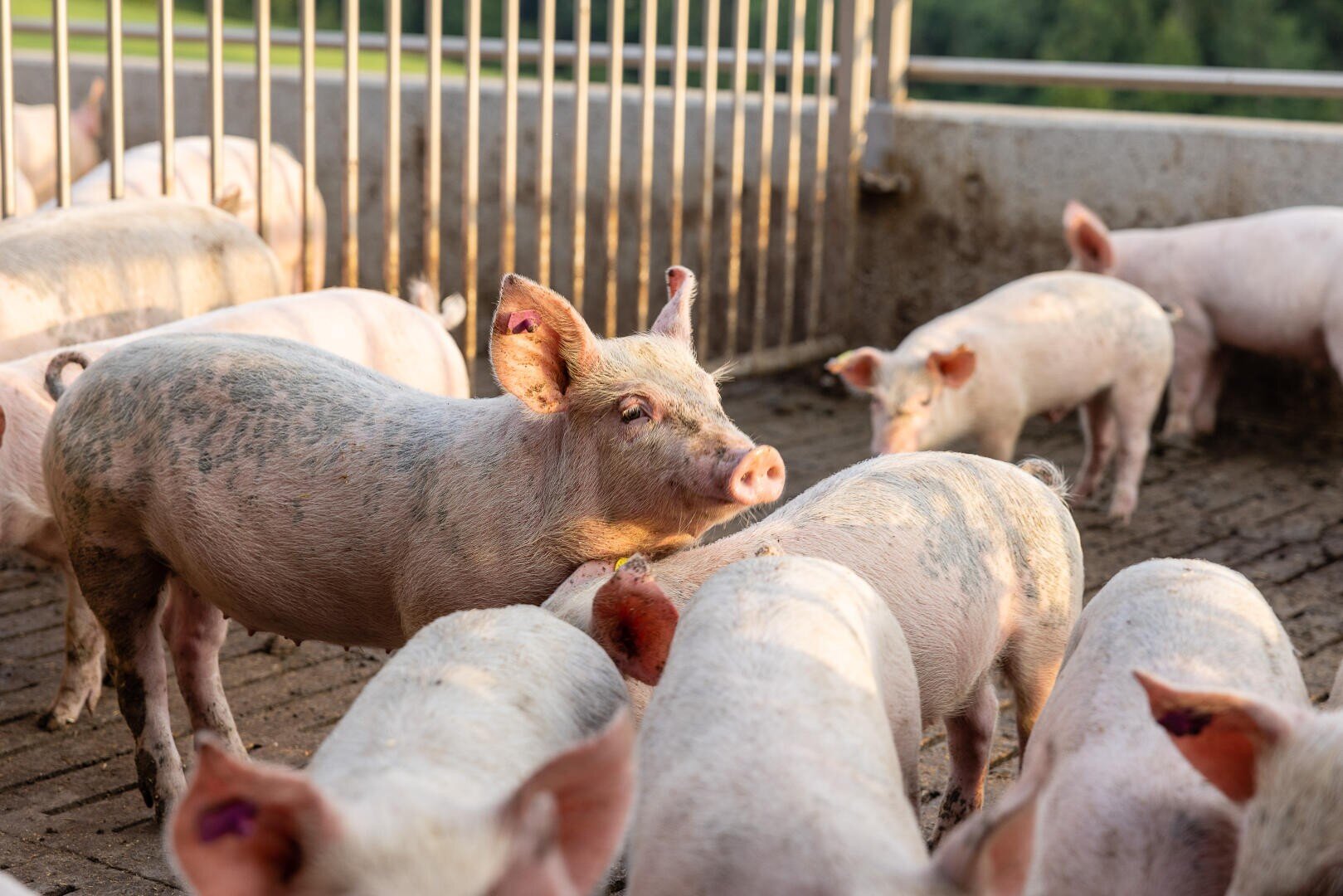 Mehrere Ferkel mit hellrosa Haut und einigen Schmutzflecken sind in einer Außenbucht mit Metallgeländer und Betonboden versammelt, im Hintergrund sind grüne Felder zu sehen.