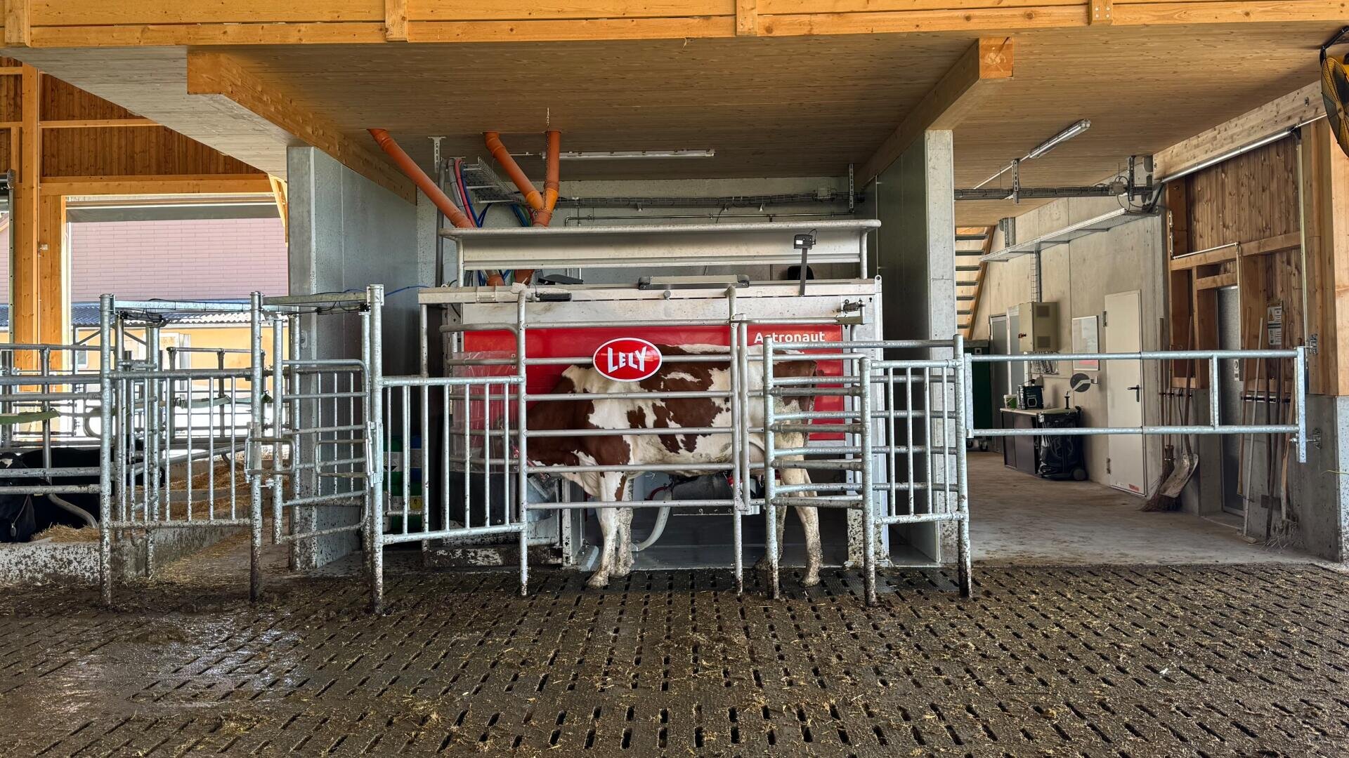 Eine braun-weiße Kuh steht in einer Melkmaschine mit der Aufschrift "Lely" in einem sauberen, modernen Stall mit Metalltoren und einem Betonboden.