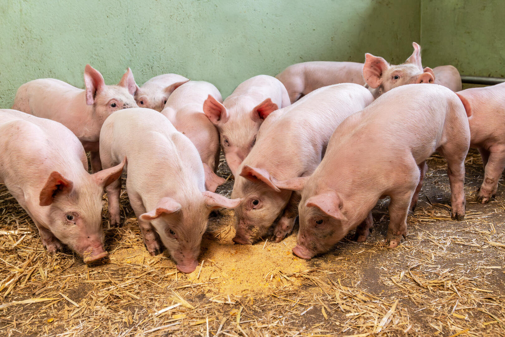 Eine Gruppe junger rosafarbener Ferkel frisst Futter auf einem mit Stroh bedeckten Boden in einem Stall mit hellgrünen Wänden.