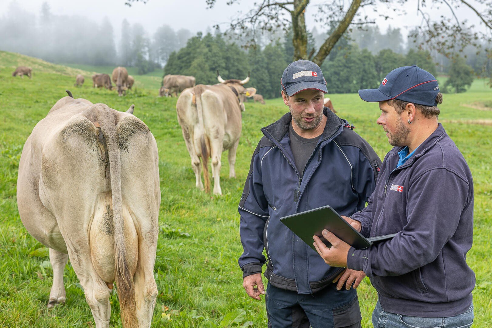 Zwei Bauern stehen auf einer grasbewachsenen Weide, in deren Nähe Kühe grasen; ein Bauer hält eine Tafel, und sie scheinen etwas zu besprechen, wobei Bäume und ein nebliger Hintergrund zu sehen sind.
