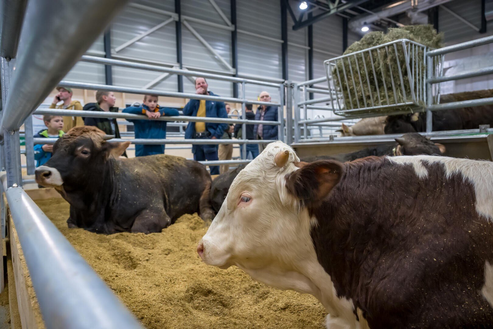 Zwei Kühe liegen auf Sand in einem Metallstall bei einer landwirtschaftlichen Veranstaltung in einer Halle, während eine Gruppe von Menschen - darunter auch Kinder - hinter dem Zaun steht und sie beobachtet. Über den Kühen ist Heu in einem Futtertrog gelagert.