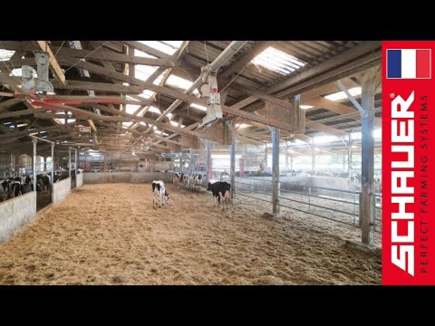 Moderner Stall mit Kühen, die auf einer Stroheinstreu stehen, umgeben von Metallgeländern und Fütterungsanlagen. Natürliches Licht fällt durch Dachöffnungen ein. Auf der rechten Seite sind das Logo von SCHAUER Perfect Farming Systems und eine Flagge abgebildet.