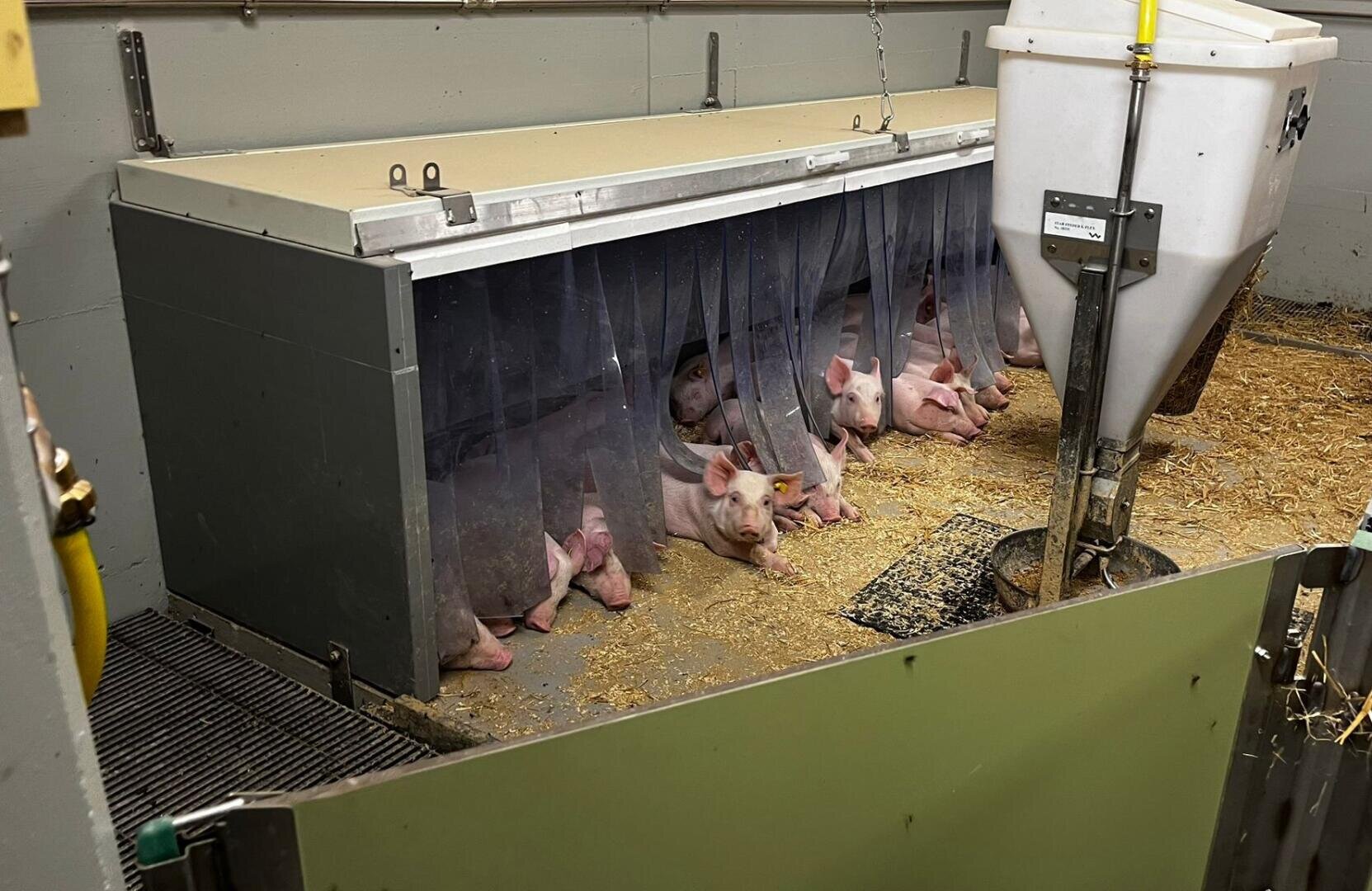 Mehrere Ferkel liegen auf Stroheinstreu in einer Bucht, die teilweise durch hängende Plastikstreifen vom Hauptbereich abgetrennt ist. In der Nähe befindet sich ein weißer Futtertrog, der den Zugang zum Futter erleichtert.