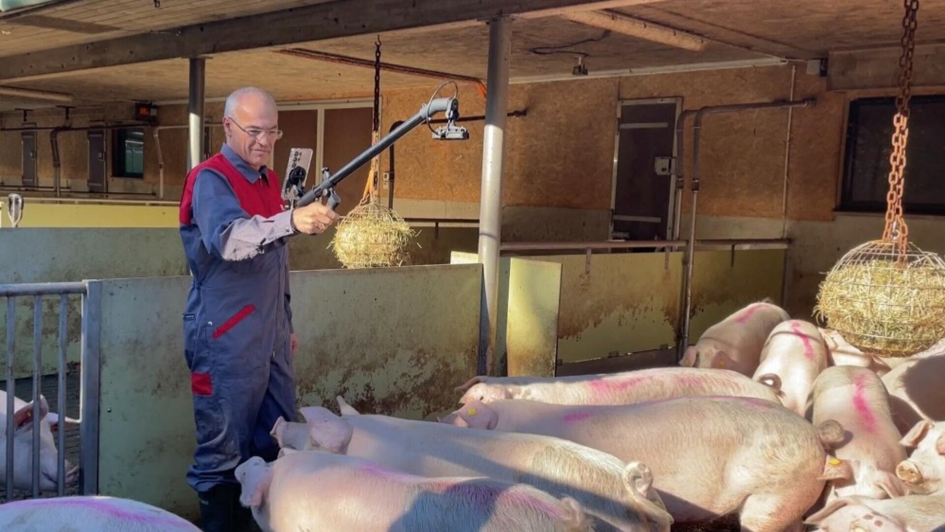 Ein Mann im Schutzanzug steht in einem Schweinestall und hält ein langes Instrument über eine Gruppe von Schweinen. Von der Decke hängen mit Heu gefüllte Käfige, und die Schweine haben rosa Flecken auf dem Rücken. Die Umgebung scheint ein Bauernhof oder eine Scheune zu sein.
