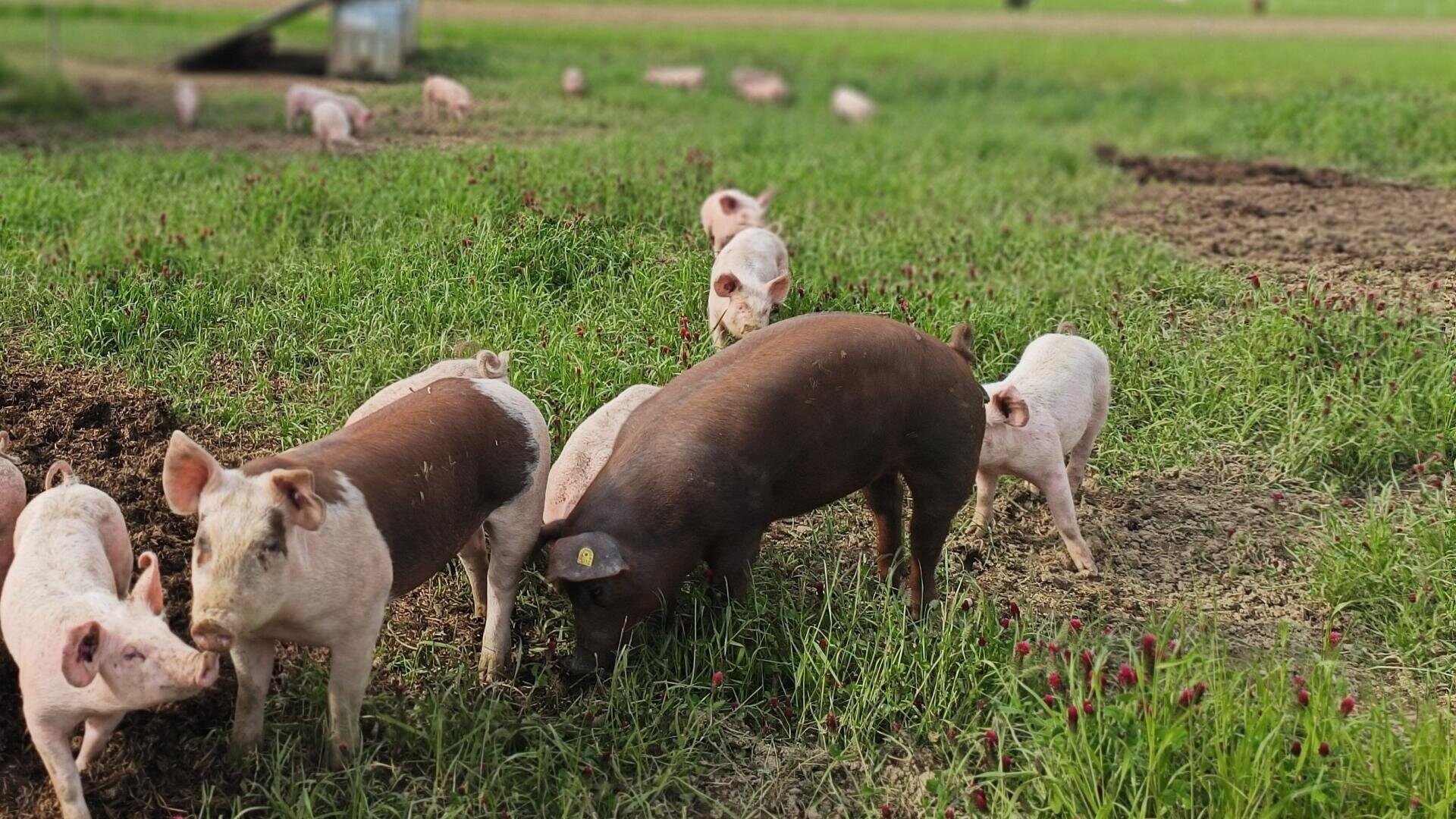 Eine Gruppe von Schweinen, meist rosa mit einem braunen Schwein, grasen auf grünem Gras in einem Feld im Freien. Der Hintergrund zeigt weitere Schweine und einige unscharfe Strukturen, alles bei Tageslicht.