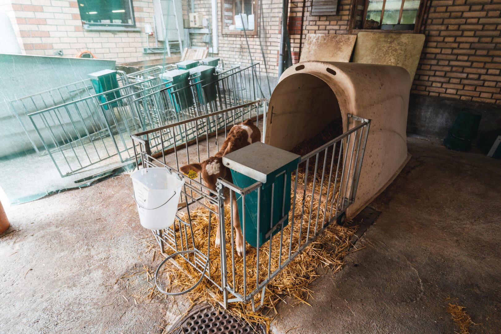 Ein Kalb steht in einem kleinen, eingezäunten Pferch mit Stroheinstreu neben einer Kälberhütte. Am Stall sind ein weißer Eimer und eine grüne Tränke angebracht. Er befindet sich in einer Scheune mit Ziegelwänden und Metallgeländern.